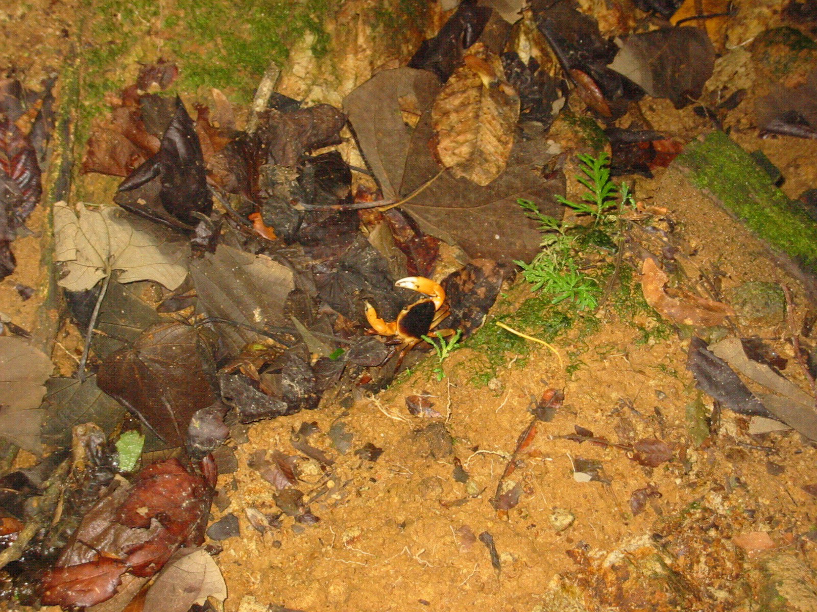 Canon PowerShot S200 sample photo. Crab in the jungle photography
