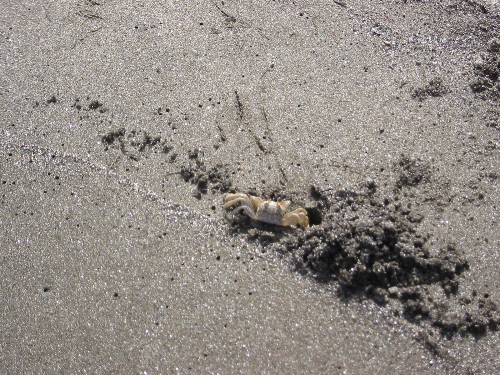 Canon PowerShot S200 sample photo. Crab in the sand photography
