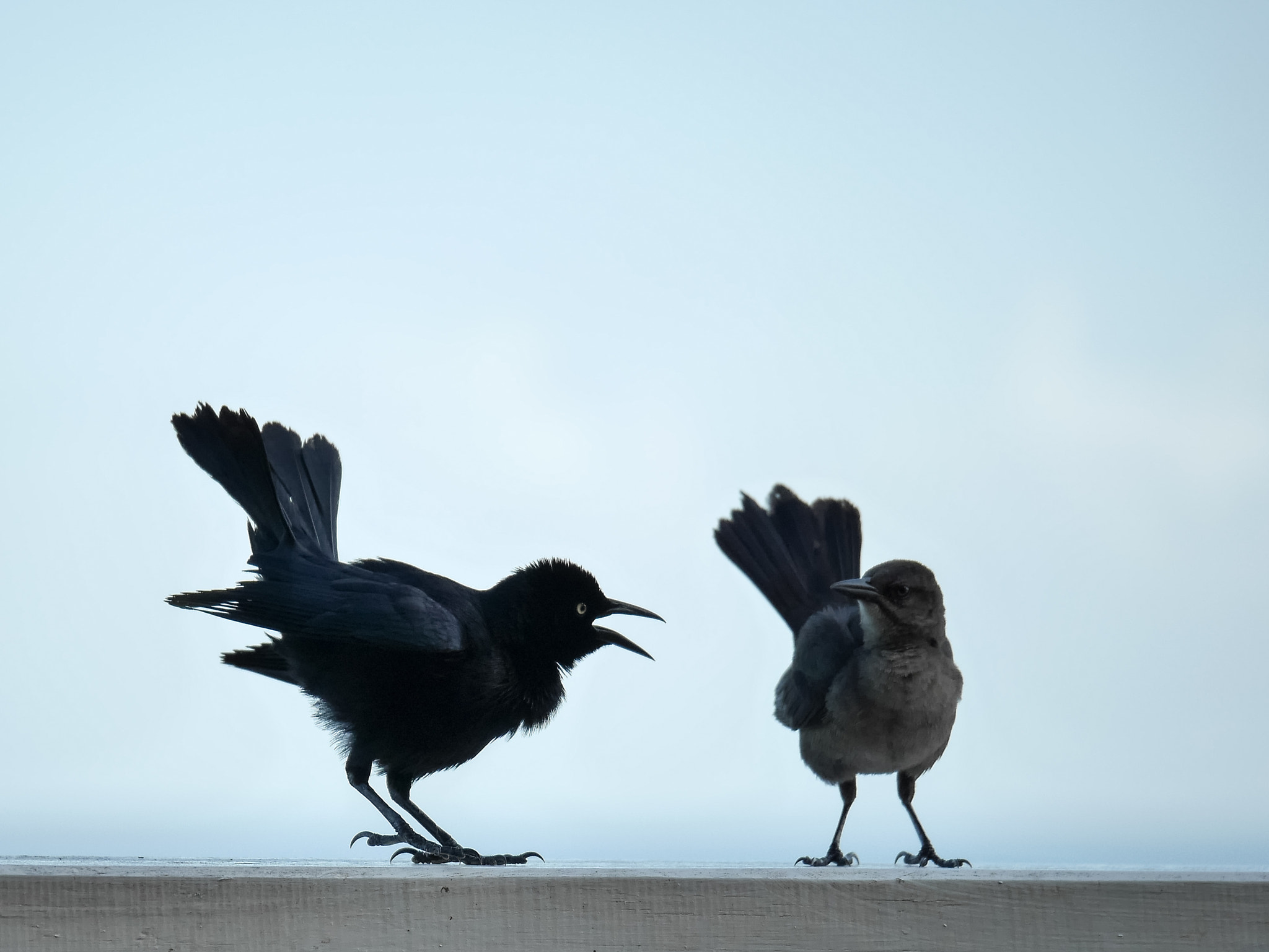 Panasonic Lumix DMC-GX7 + Panasonic Lumix G X Vario 35-100mm F2.8 OIS sample photo. Bird fight photography