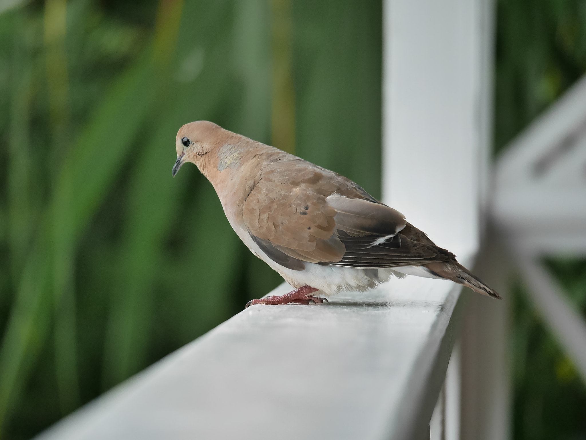 Panasonic Lumix DMC-GX7 + Panasonic Lumix G X Vario 35-100mm F2.8 OIS sample photo. Pigeon photography