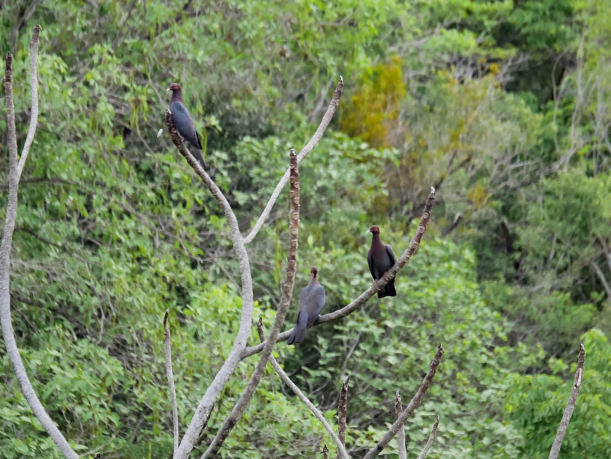 Panasonic Lumix DMC-GX7 + Panasonic Lumix G X Vario 35-100mm F2.8 OIS sample photo. What are these birds ? photography