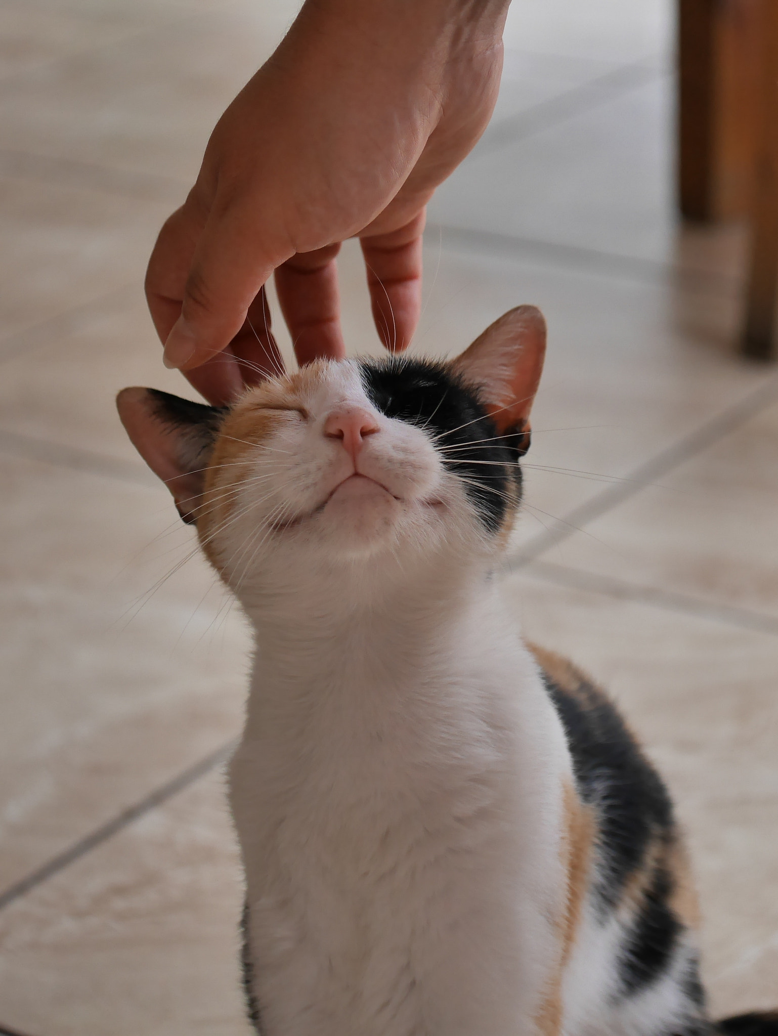 Panasonic Lumix G X Vario 35-100mm F2.8 OIS sample photo. Resort cat photography