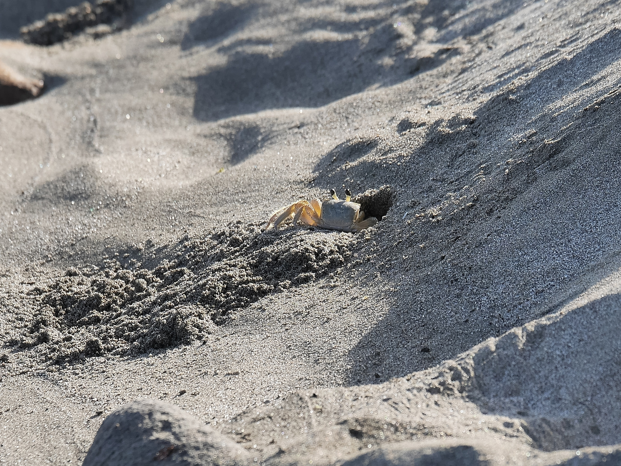 Panasonic Lumix DMC-GX7 + Panasonic Lumix G X Vario 35-100mm F2.8 OIS sample photo. Sand crab photography