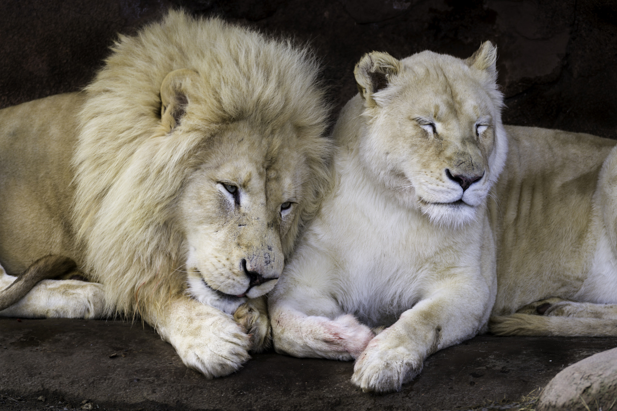 150-600mm F5-6.2 OSS sample photo. Lion love photography