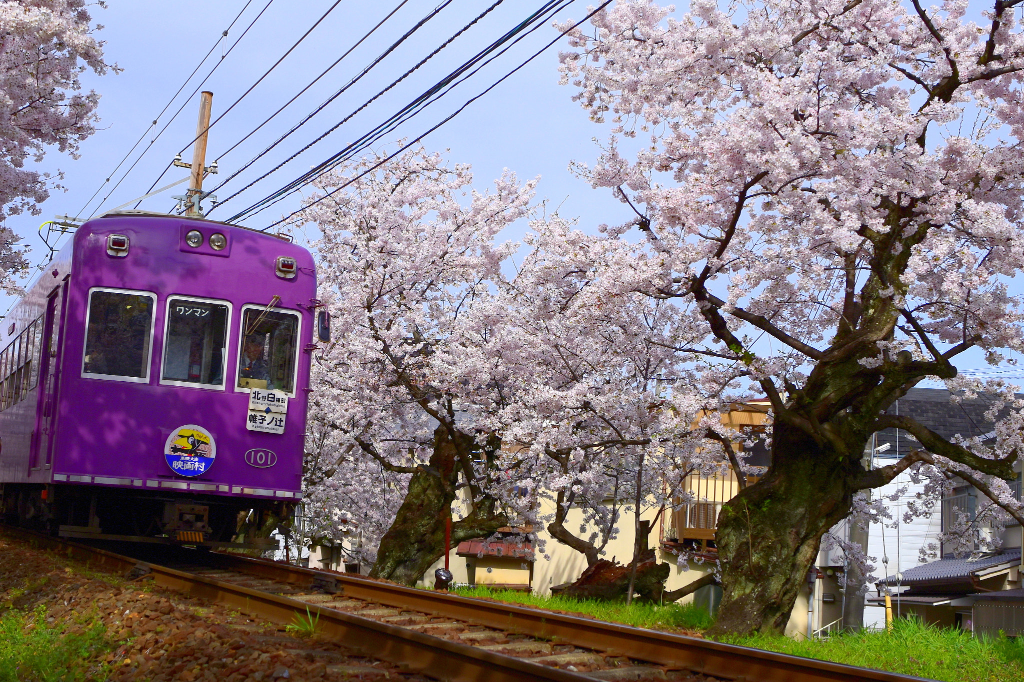 Nikon D5500 + Nikon AF-S Nikkor 28mm F1.8G sample photo. Sakura tunnel of arashiyama line, kyoto photography