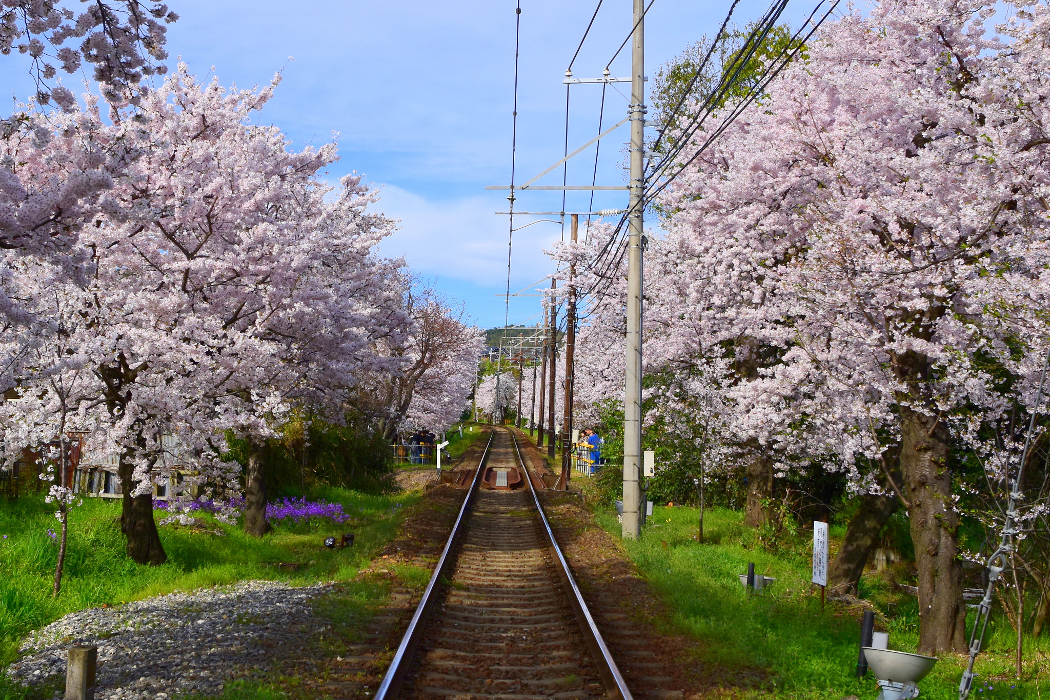 Nikon D5500 + Nikon AF-S Nikkor 28mm F1.8G sample photo. Sakura tunnel of arashiyama line, kyoto photography