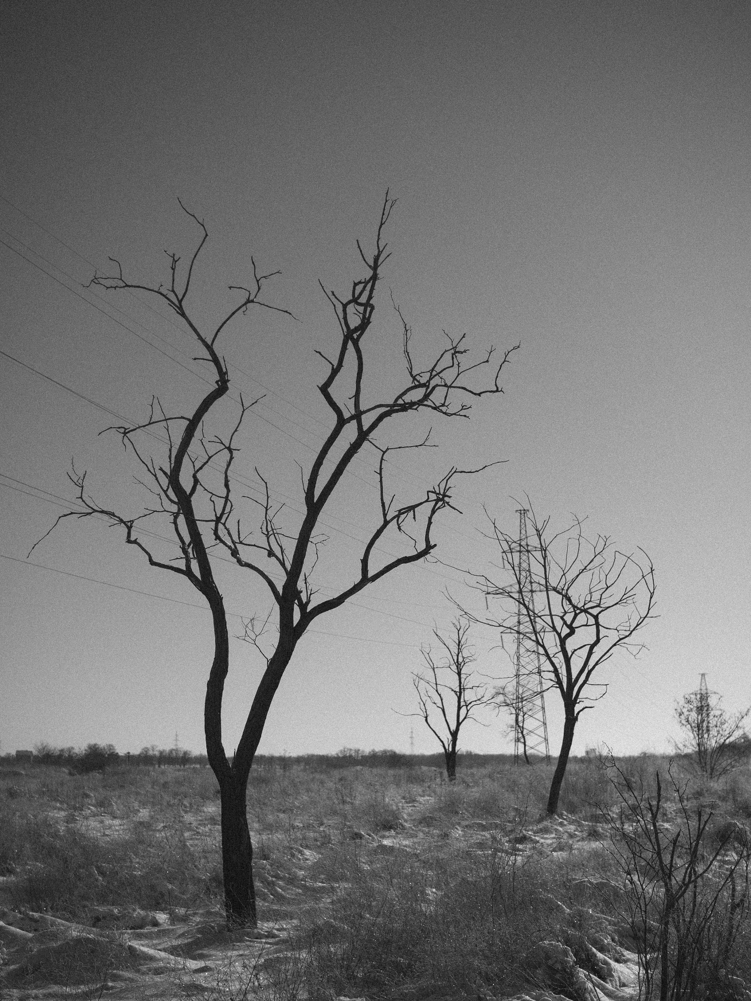 Olympus OM-D E-M10 II + Olympus M.Zuiko Digital 25mm F1.8 sample photo. Cold trees photography