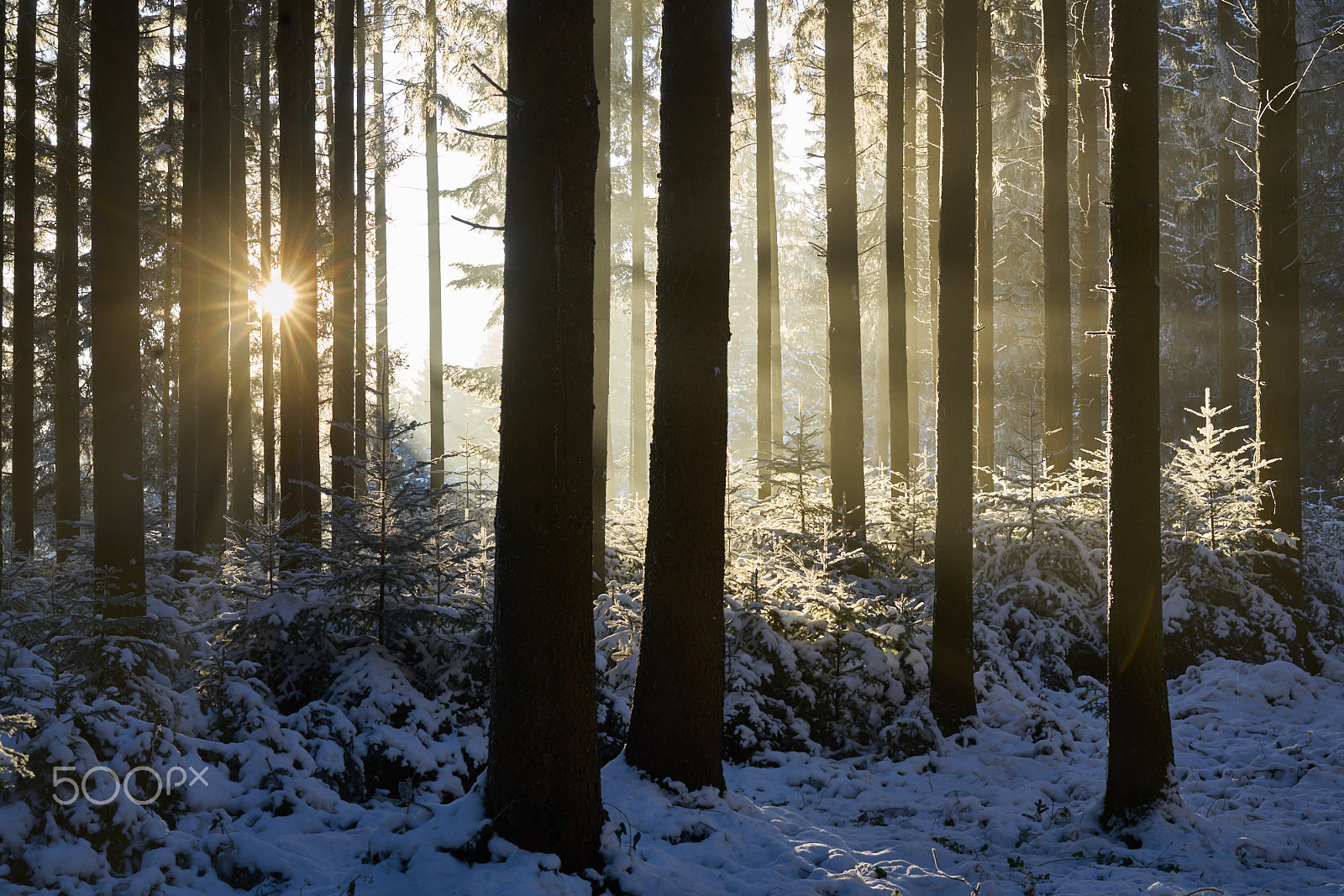 Sony Sonnar T* FE 55mm F1.8 ZA sample photo. Frosty mountain forest photography