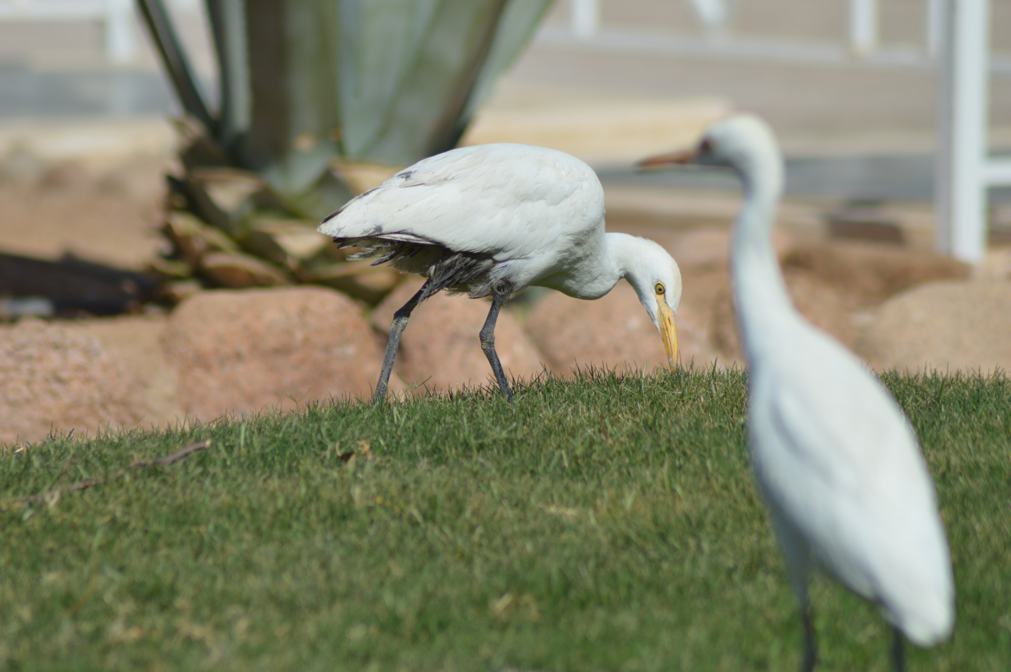 Nikon AF Nikkor 70-300mm F4-5.6G sample photo. Looking for lunch photography