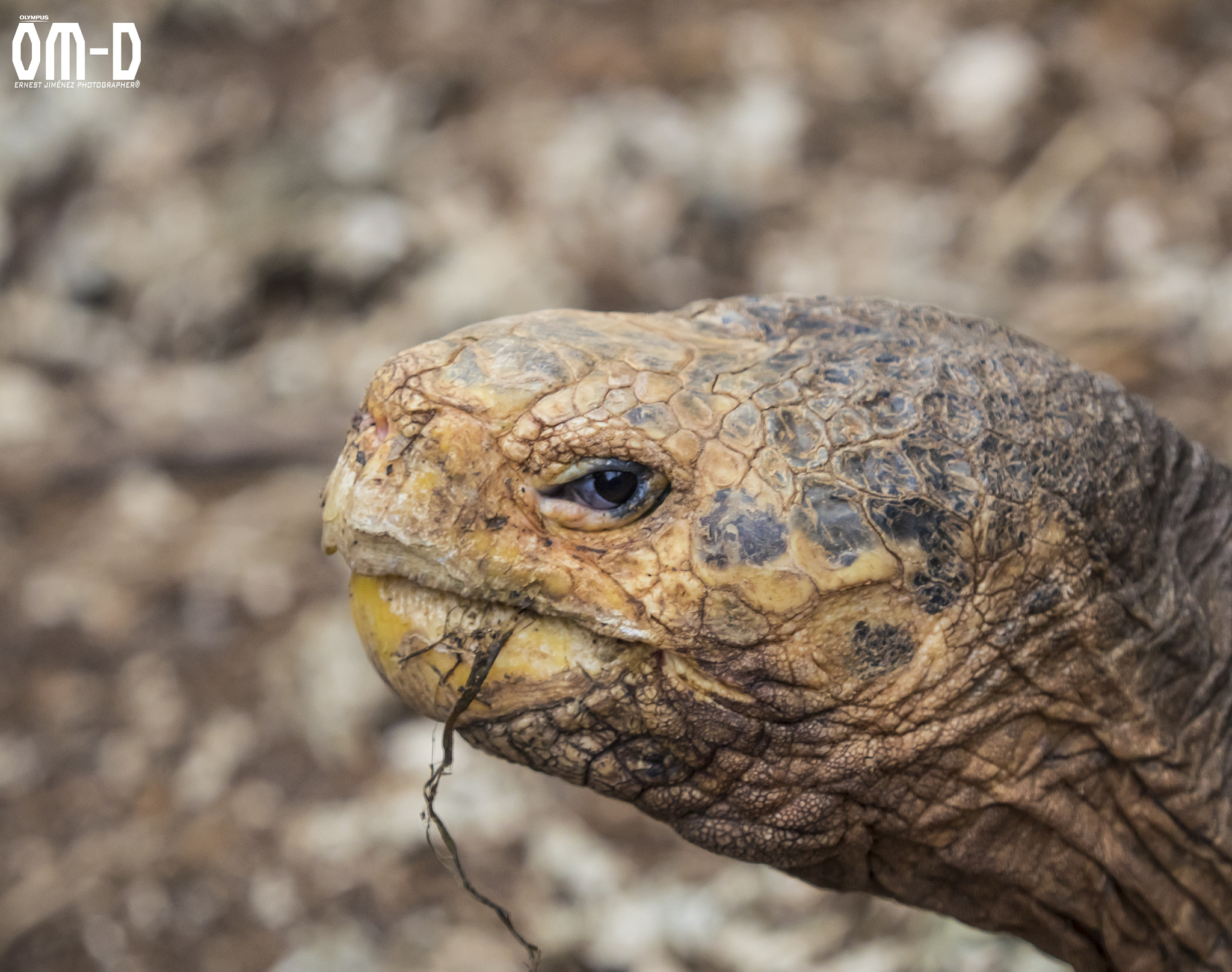 Olympus OM-D E-M1 sample photo. Giant turtle from the galapagos islands !!! photography