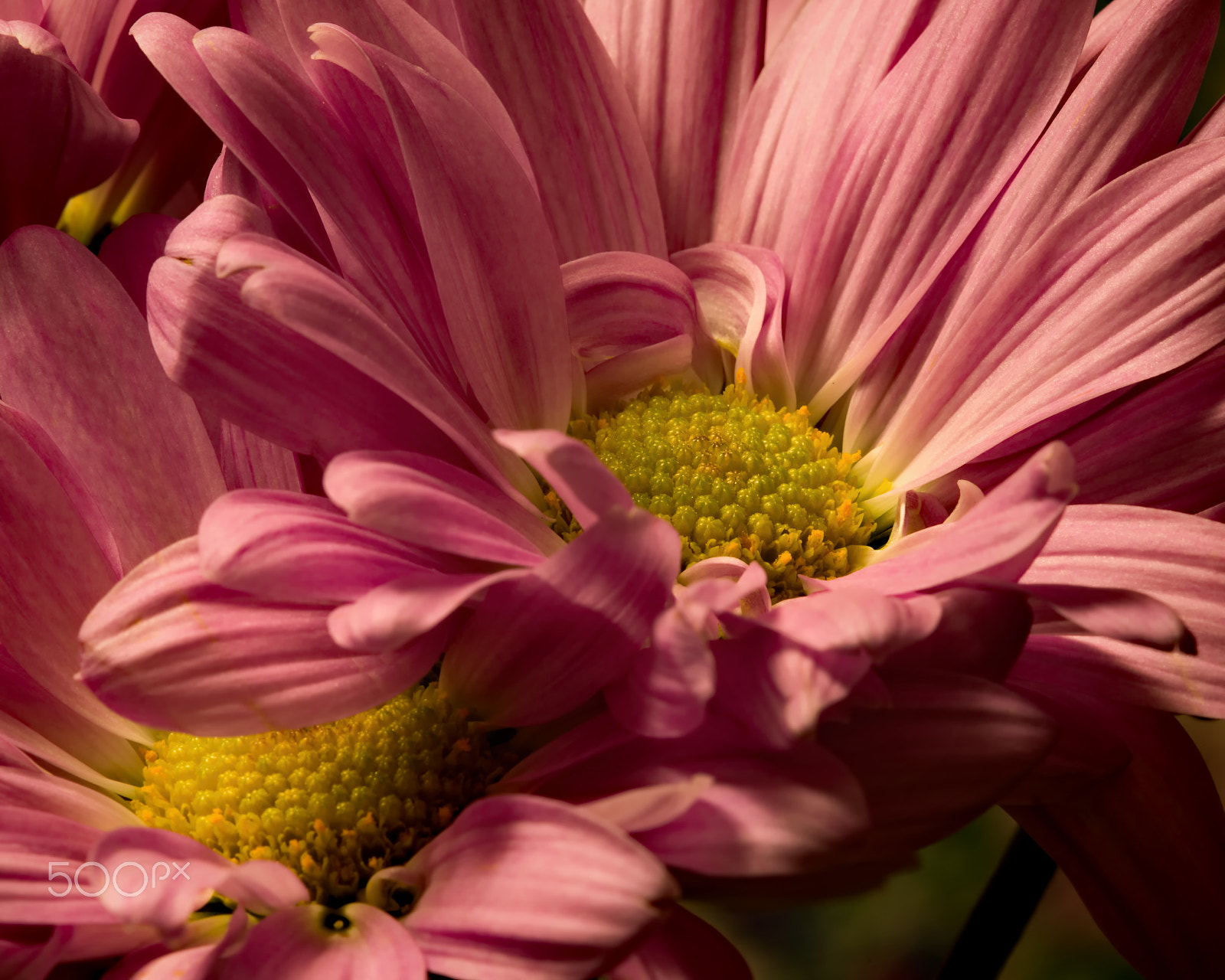 Nikon D810 sample photo. Pink collision 0205 photography