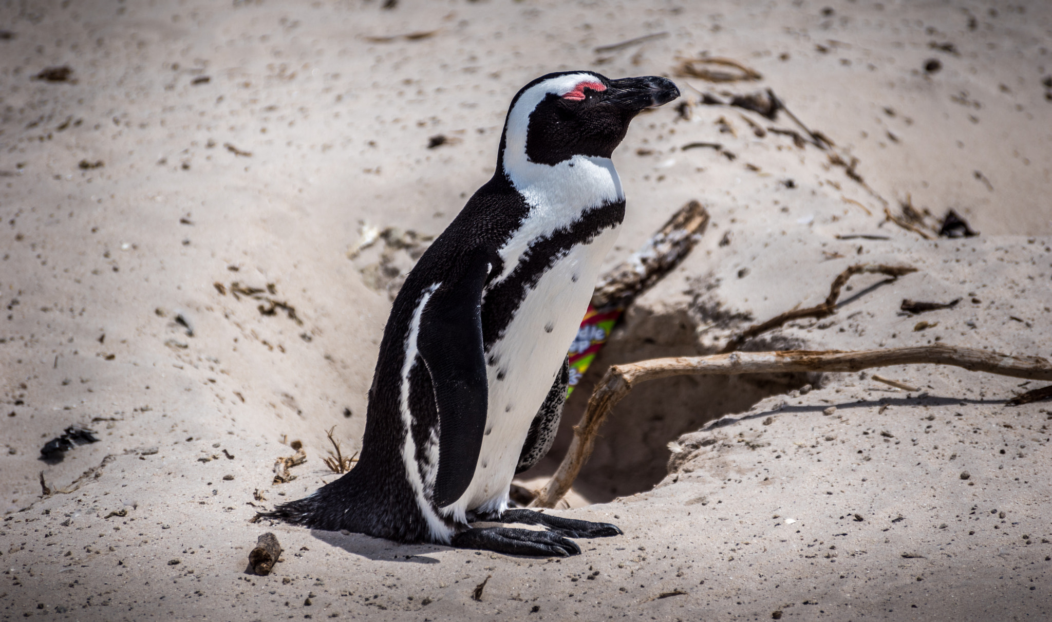 Sony SLT-A68 sample photo. Penguin from the cape photography