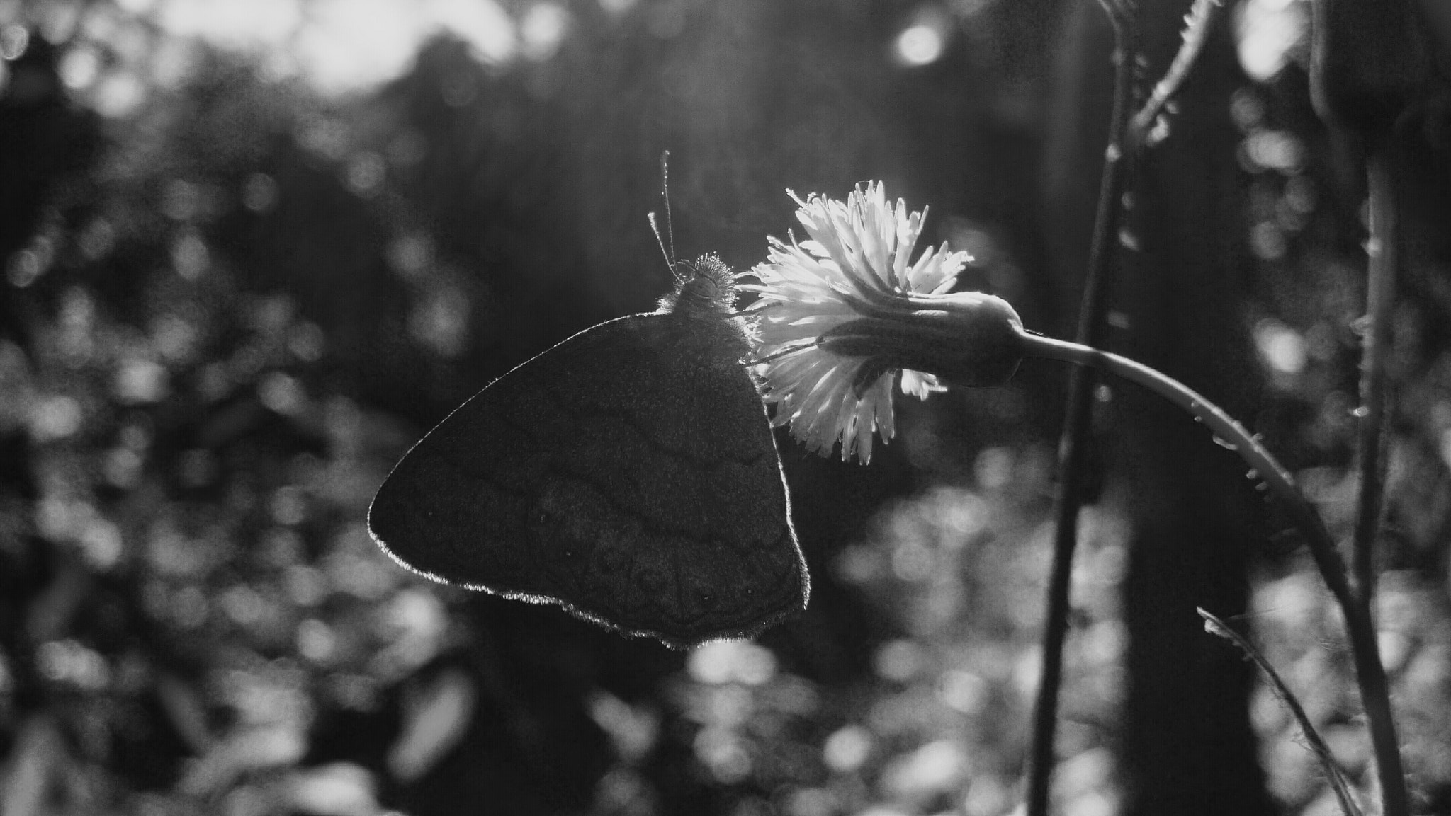 Panasonic DMC-FH4 sample photo. Butterfly photography