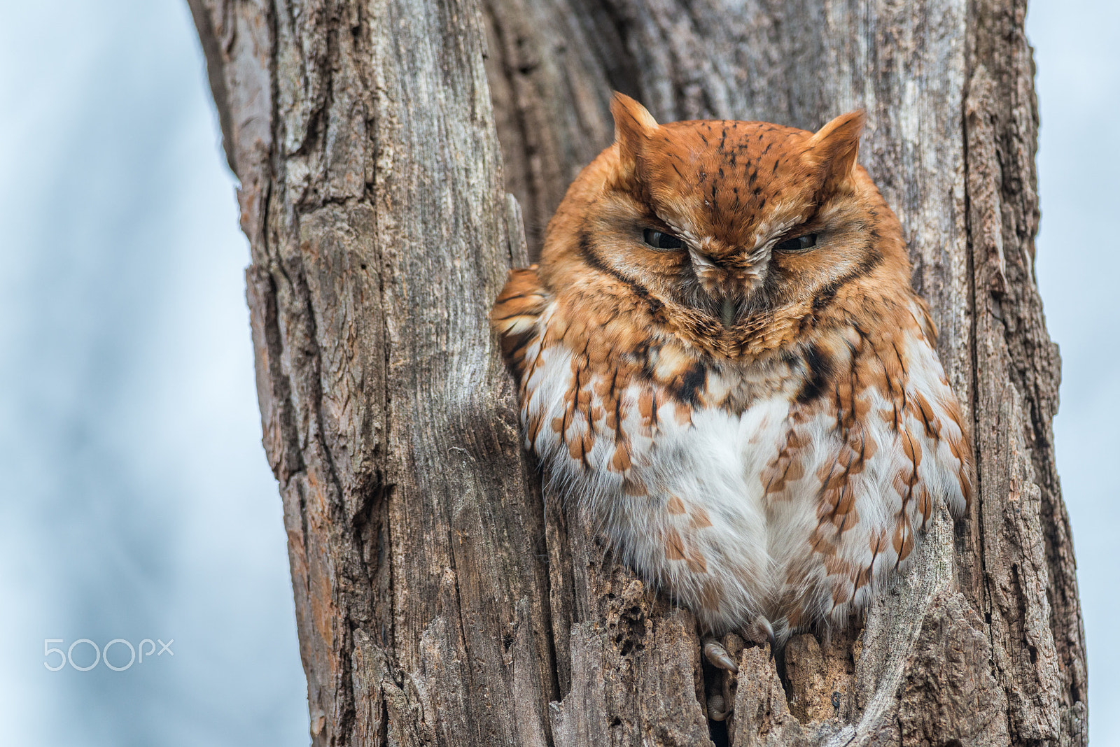 Nikon D800E + Nikon AF-S Nikkor 300mm F4D ED-IF sample photo. Eastern screech owl photography