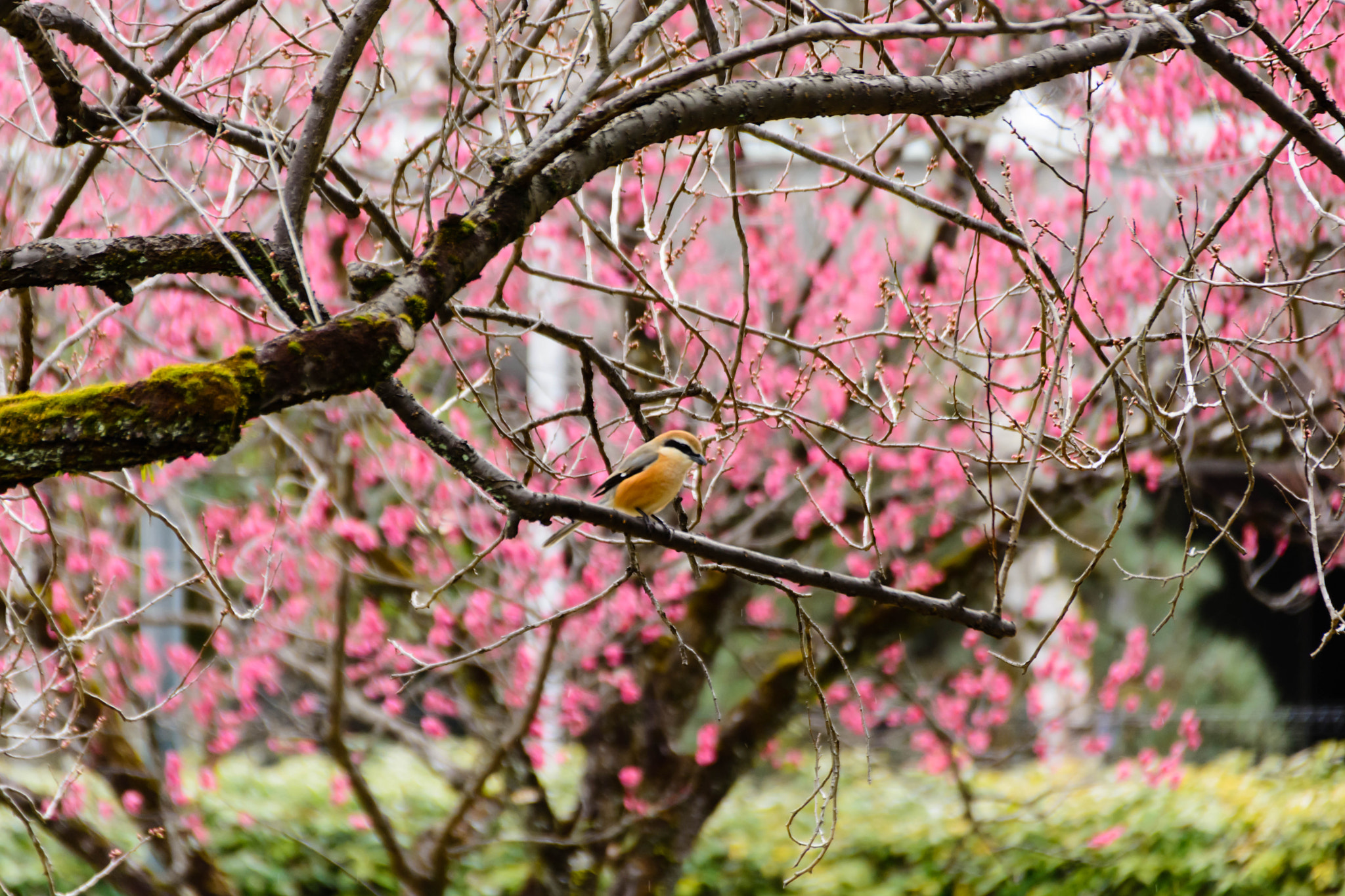 Nikon D5200 + Sigma 18-200mm F3.5-6.3 II DC OS HSM sample photo. ウメにモズ photography