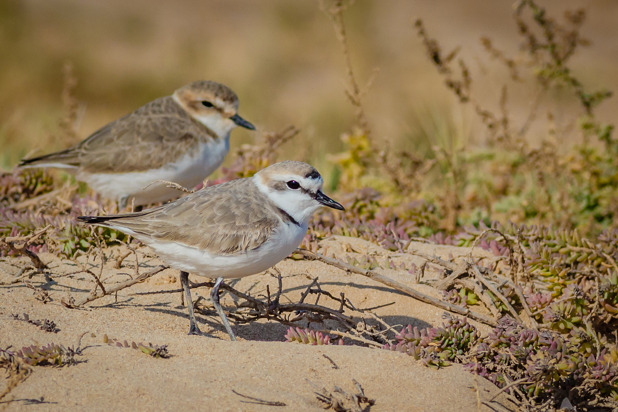 Canon EOS 700D (EOS Rebel T5i / EOS Kiss X7i) + Canon EF 300mm F4L IS USM sample photo. Birds photography