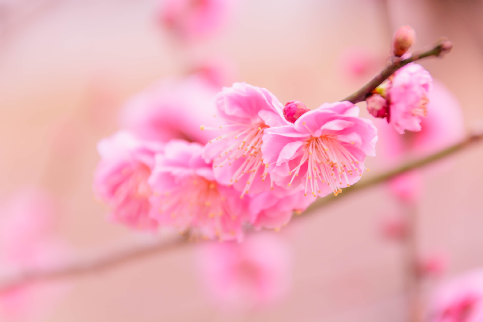 Sigma 18-200mm F3.5-6.3 II DC OS HSM sample photo. 春を告げる花 photography