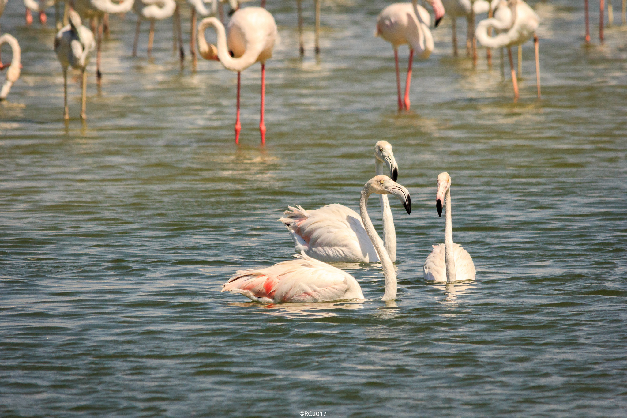 Sigma 150-500mm F5-6.3 DG OS HSM sample photo. 3 photography