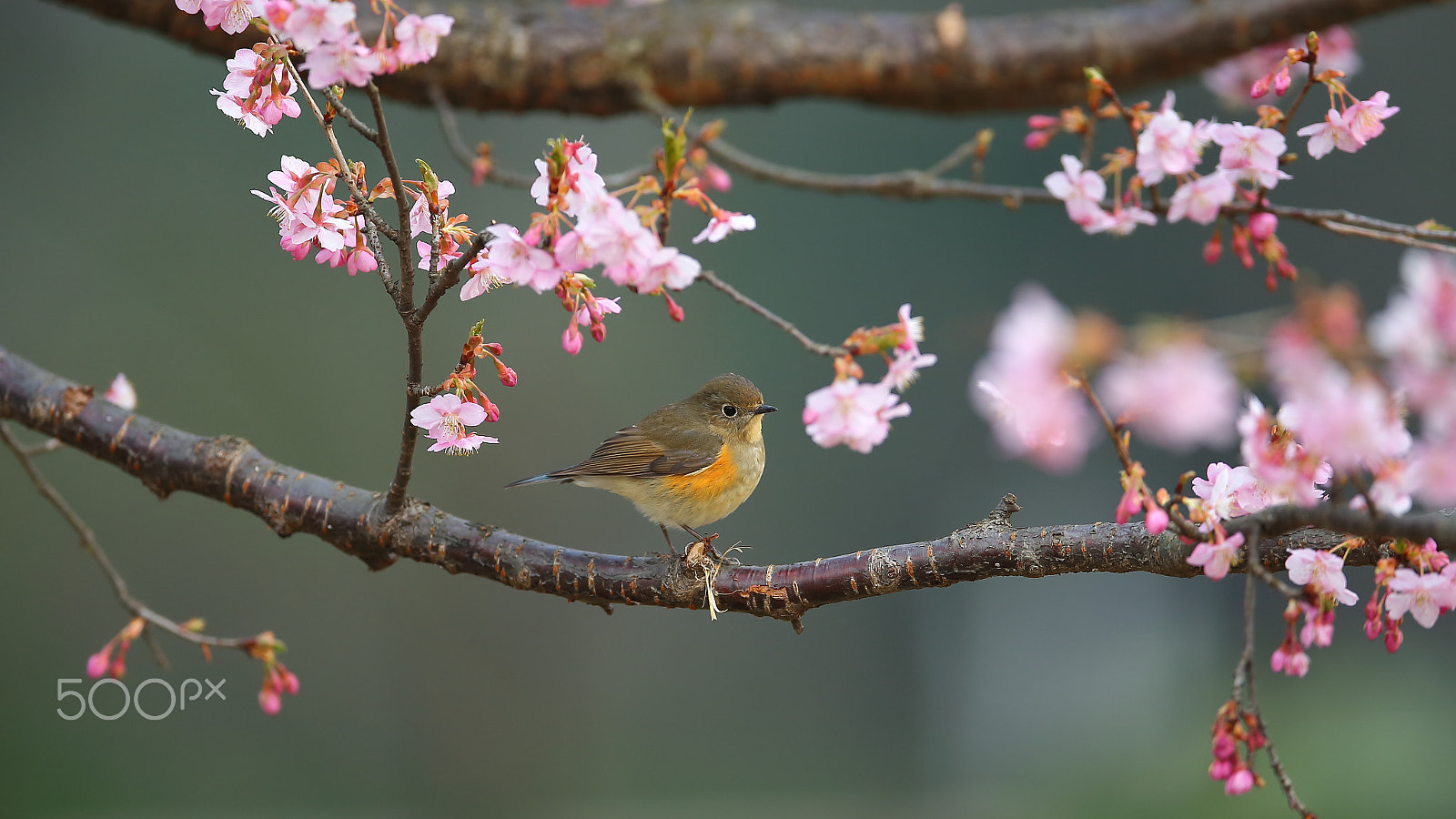 Canon EF 400mm F2.8L IS II USM sample photo. 樱花树枝上的红胁蓝尾鸲 photography