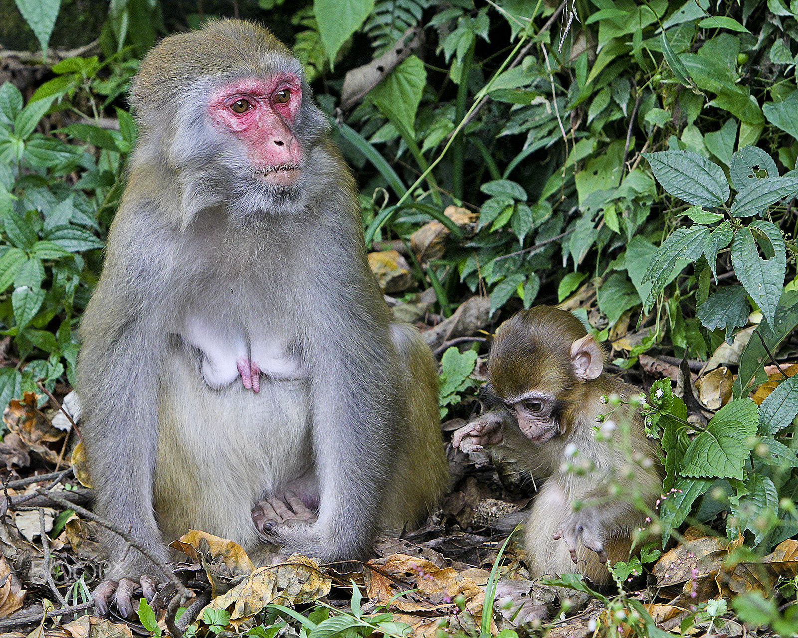 Canon EF 70-200mm F2.8L IS USM sample photo. Golden whip stream - macaque mother and baby #2 photography