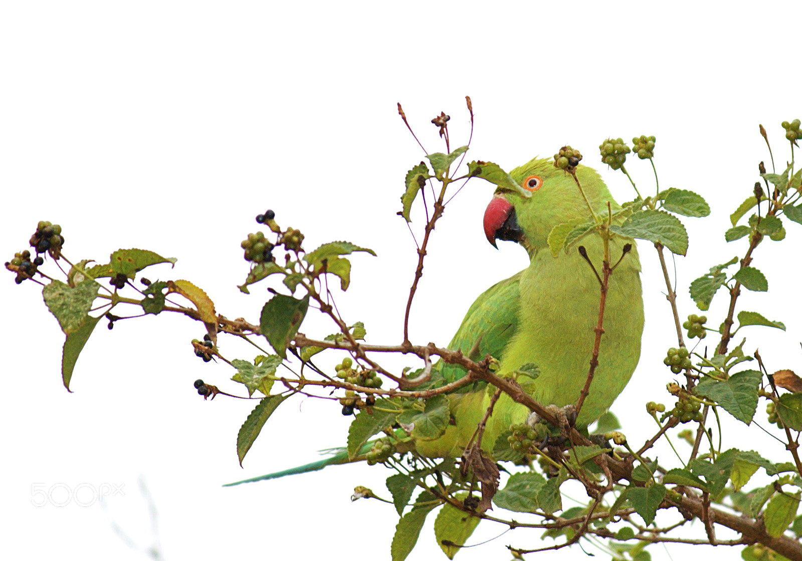 Canon EOS 400D (EOS Digital Rebel XTi / EOS Kiss Digital X) sample photo. Rose ringed parakeet ( female ) photography