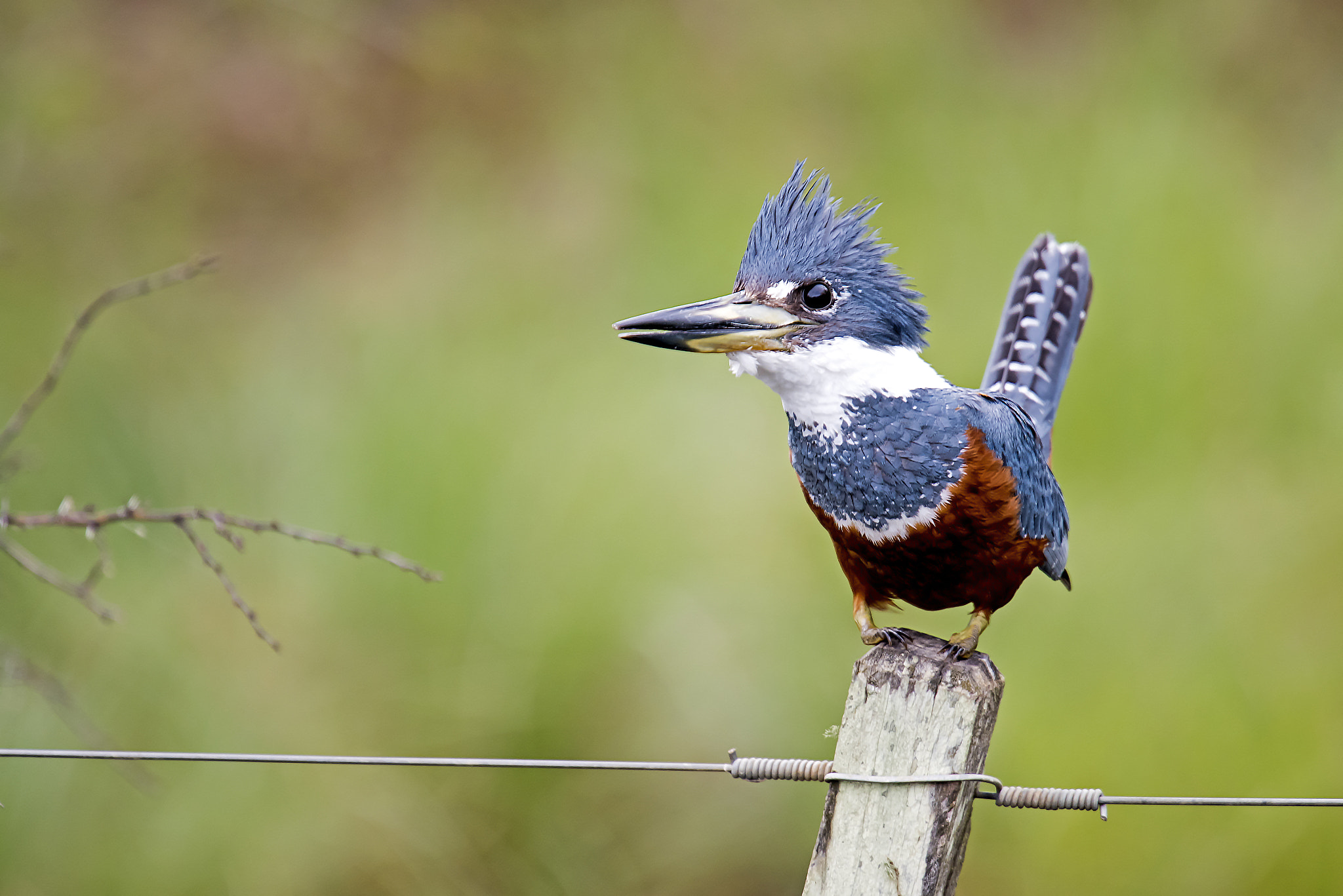 Nikon Nikkor AF-S 300mm F4E PF ED VR sample photo. Ringed kingfisher (female) photography