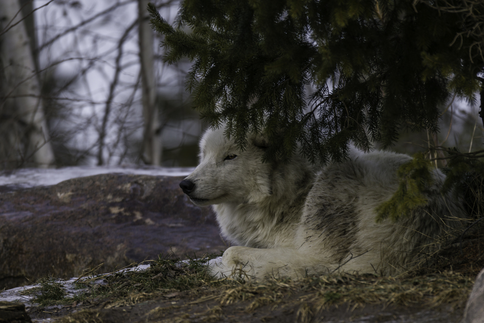 150-600mm F5-6.2 OSS sample photo. Arctic wolf photography