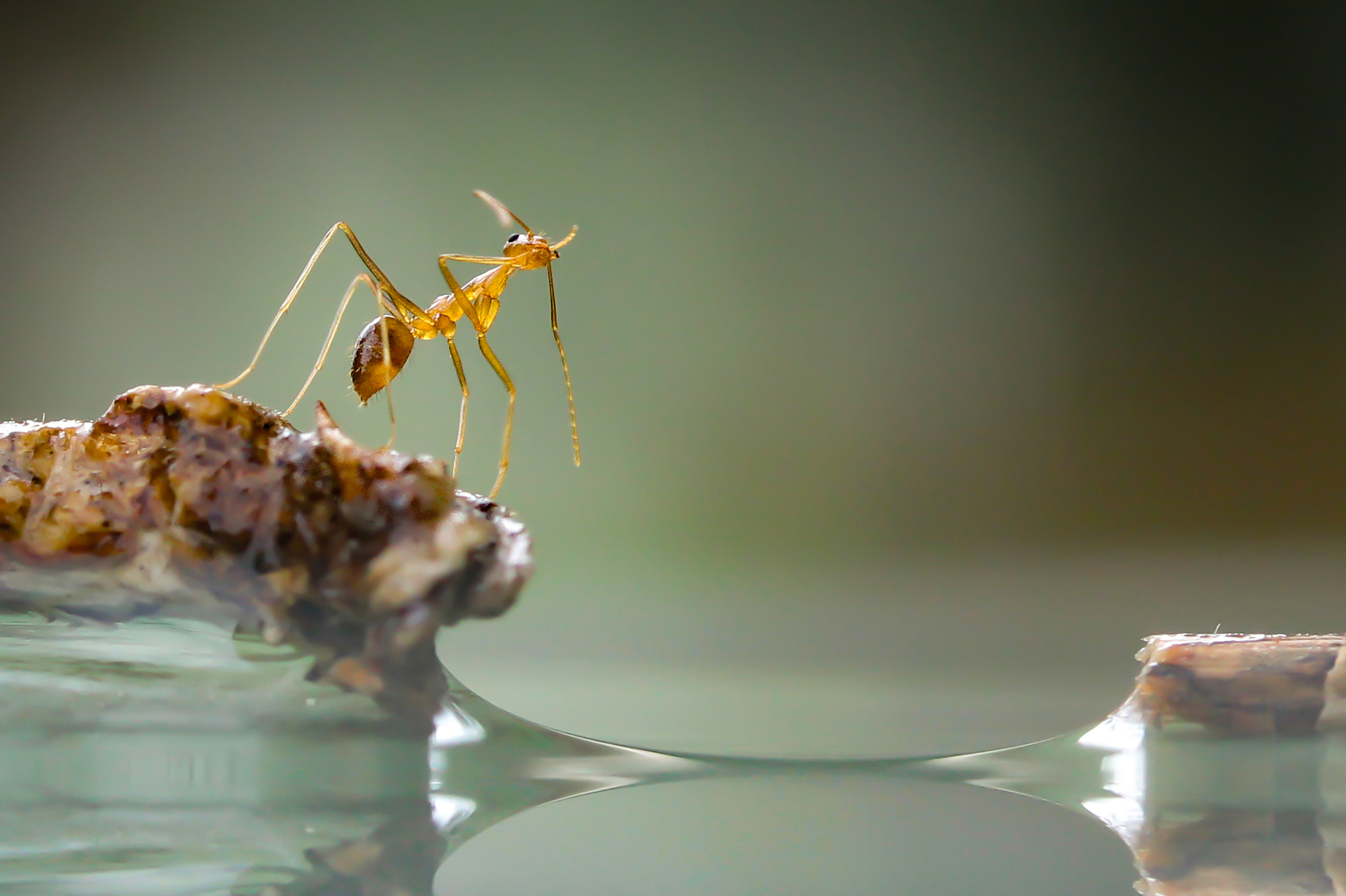 Canon EF-S 60mm F2.8 Macro USM sample photo. At the edge photography