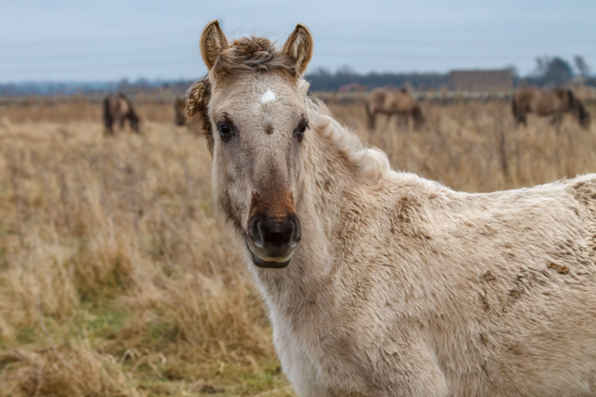Canon EF 70-300mm F4-5.6 IS USM sample photo. Almost weaned foal photography