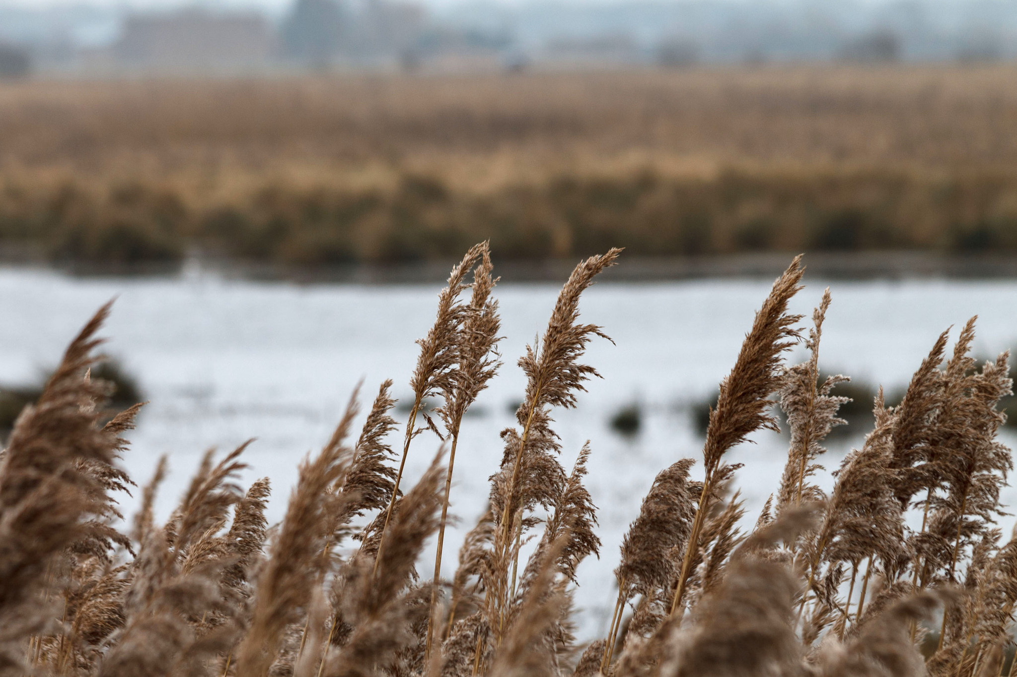 Canon EF 70-300mm F4-5.6 IS USM sample photo. Fenland grasses photography