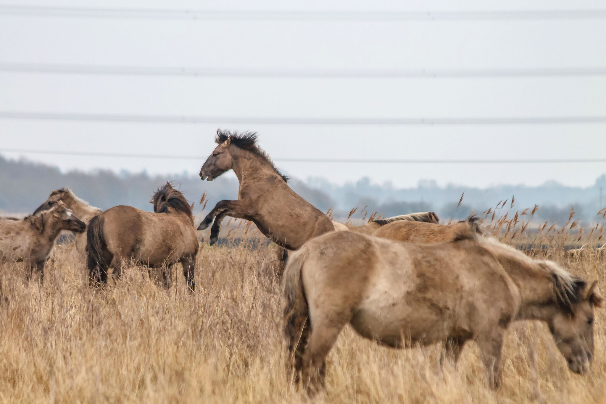 Canon EF 70-300mm F4-5.6 IS USM sample photo. Konik ponies stallions and mares photography