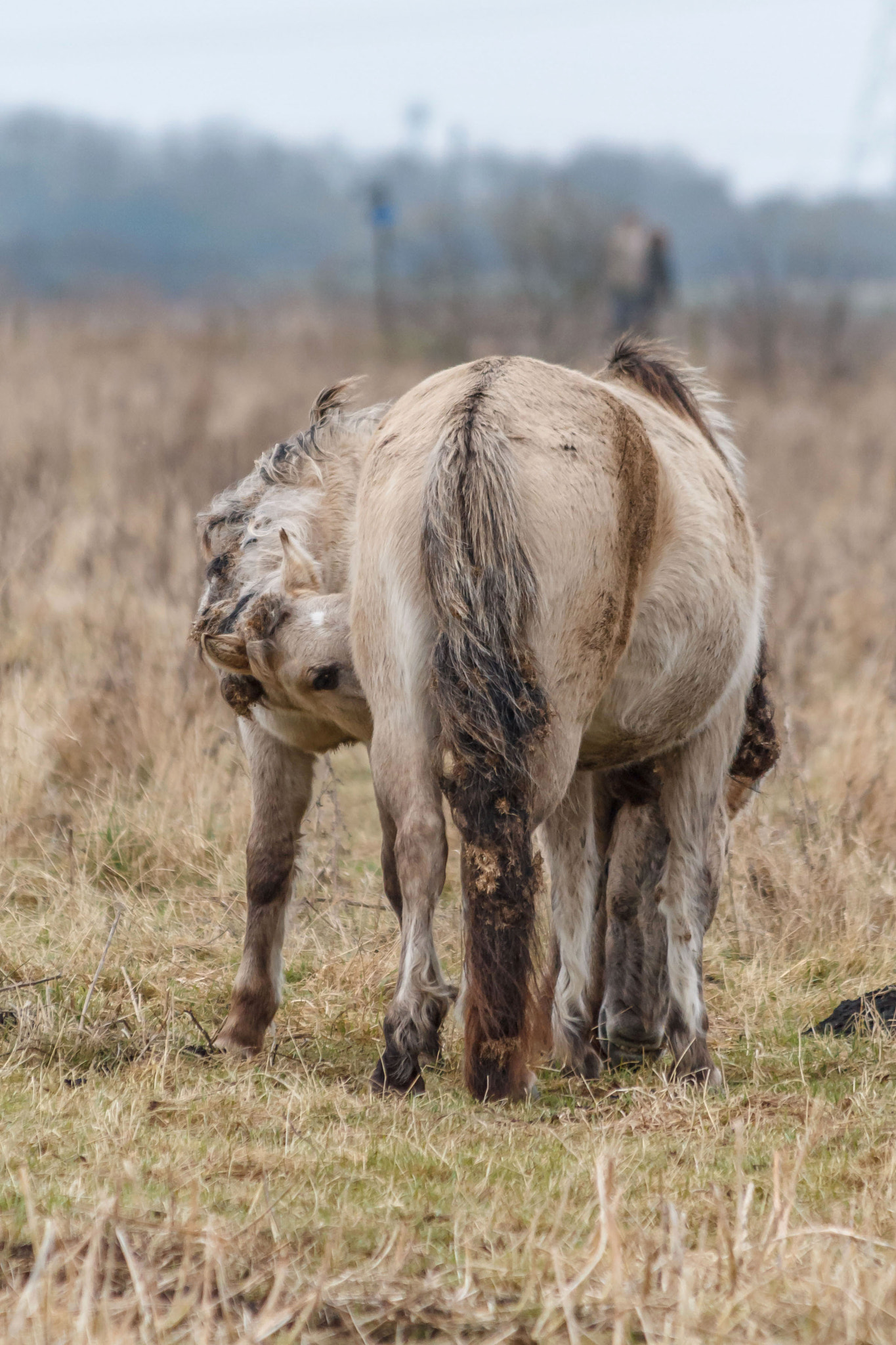 Canon EF 70-300mm F4-5.6 IS USM sample photo. Konik ponies mother and almost weaned foal photography