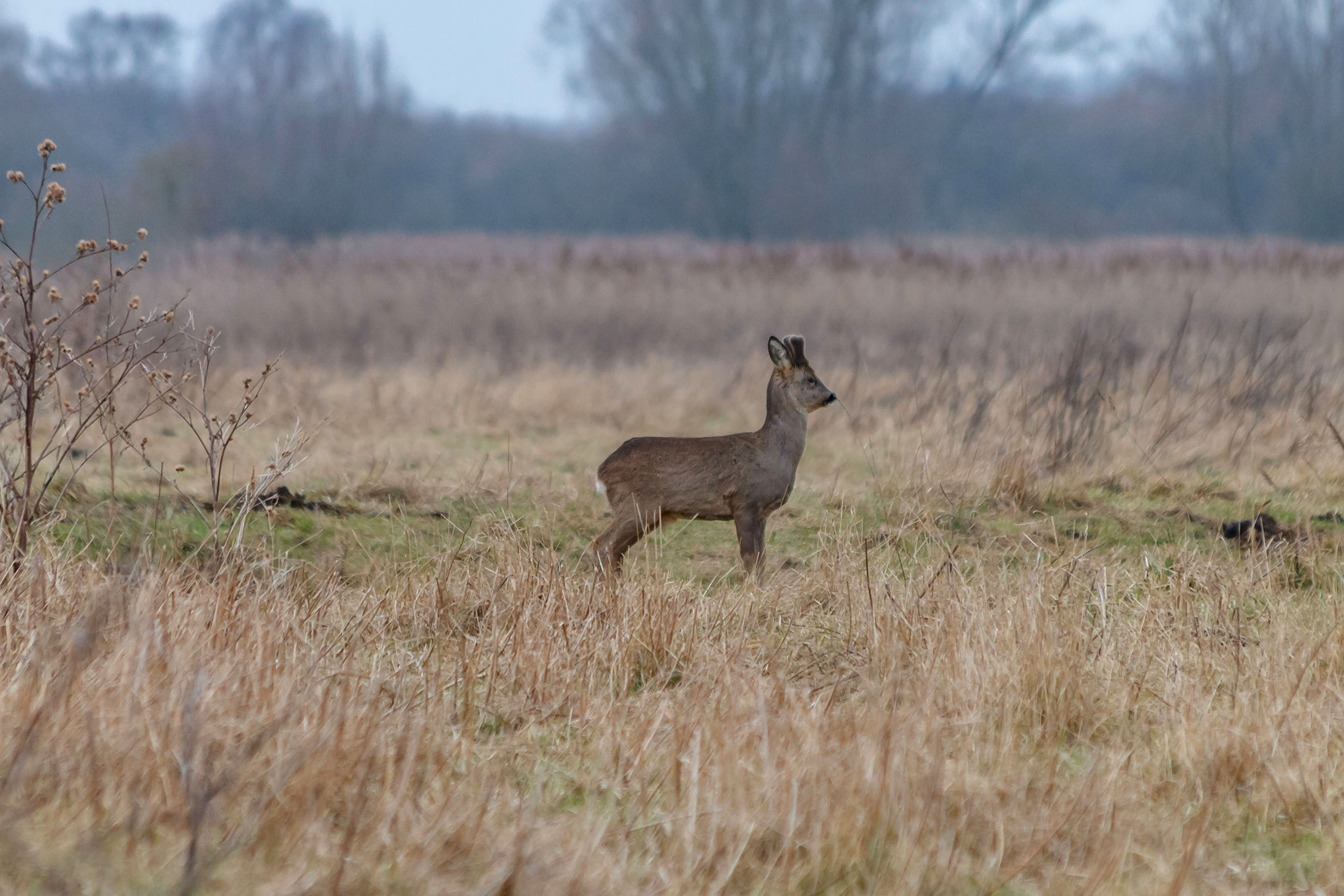 Canon EF 70-300mm F4-5.6 IS USM sample photo. Male muntjac photography