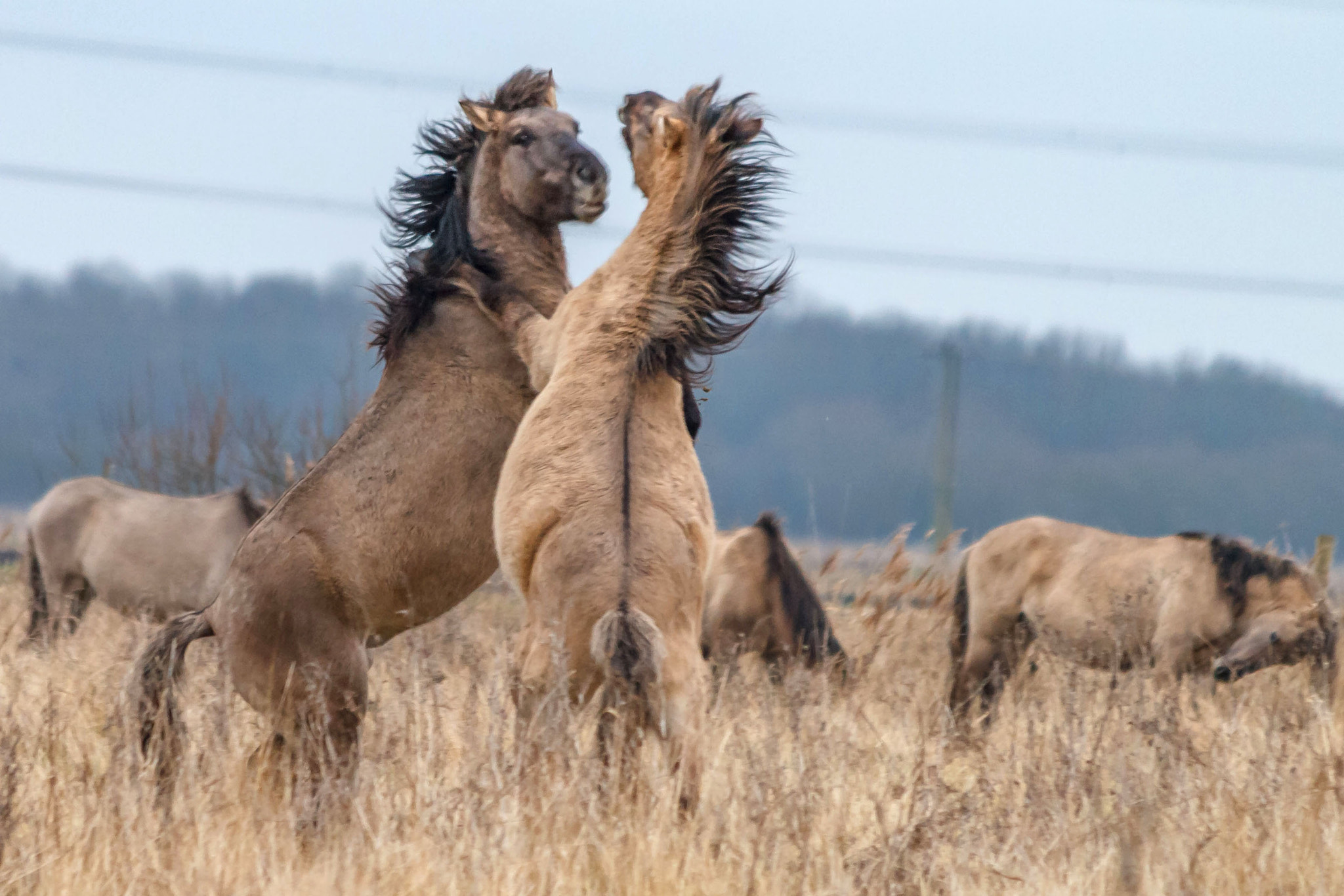 Canon EF 70-300mm F4-5.6 IS USM sample photo. Two konik stallions photography