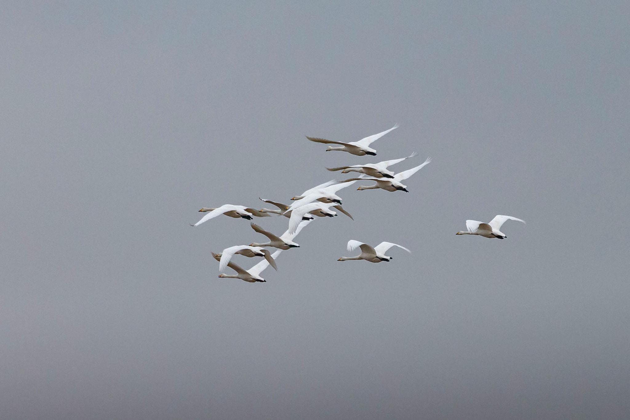 Canon EF 70-300mm F4-5.6 IS USM sample photo. Whooper swans photography
