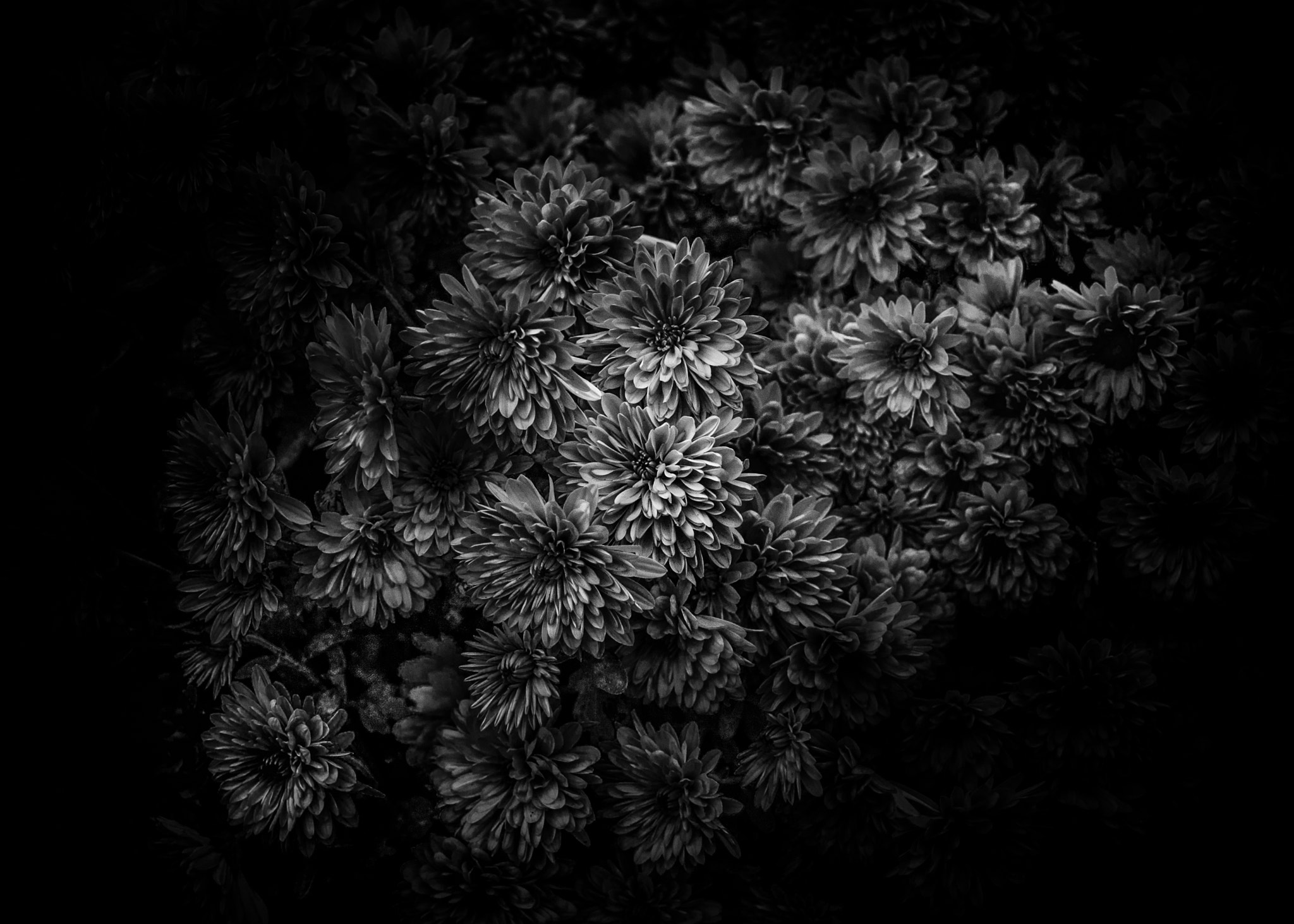 Sigma 18-50mm f/2.8 Macro sample photo. Backyard flowers in black and white 29 photography