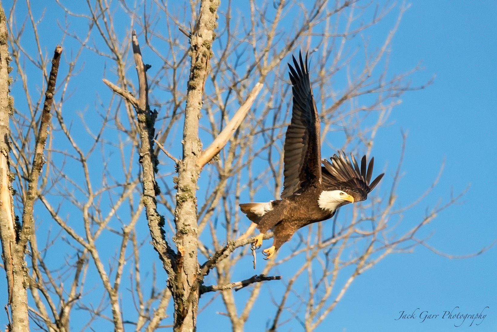 Canon EOS-1D X Mark II + 150-600mm F5-6.3 DG OS HSM | Sports 014 sample photo. Bald eagle leaving perch in tree photography