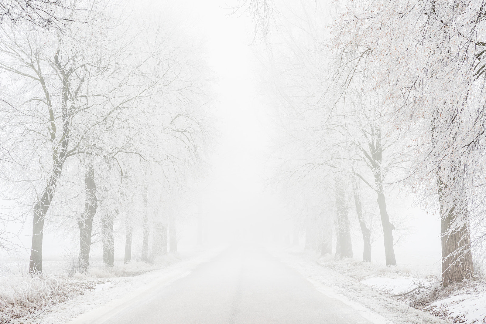 ZEISS Planar T* 85mm F1.4 sample photo. Foggy road photography