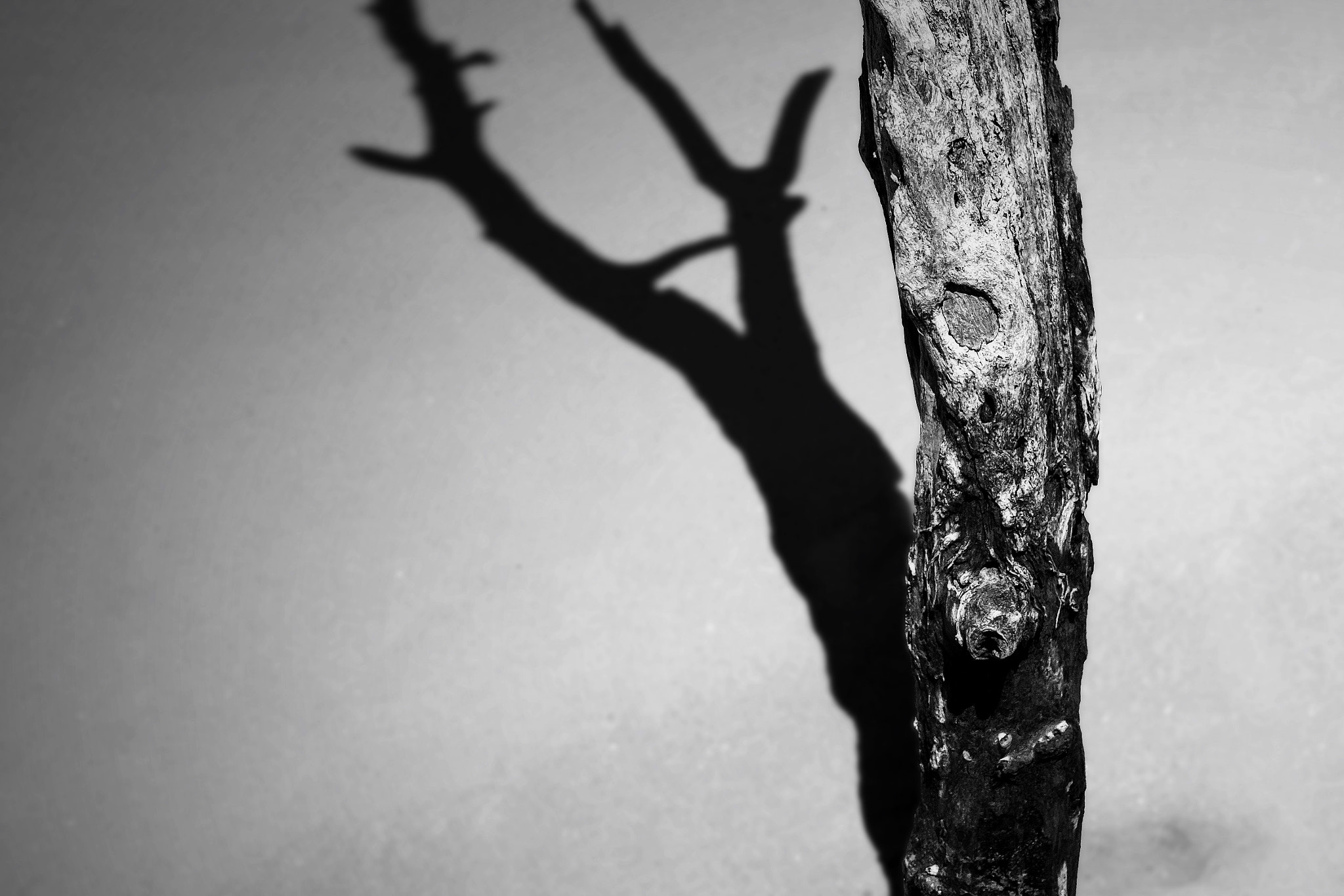 Sony a6000 + Sony DT 16-50mm F2.8 SSM sample photo. Dead tree and shadow photography