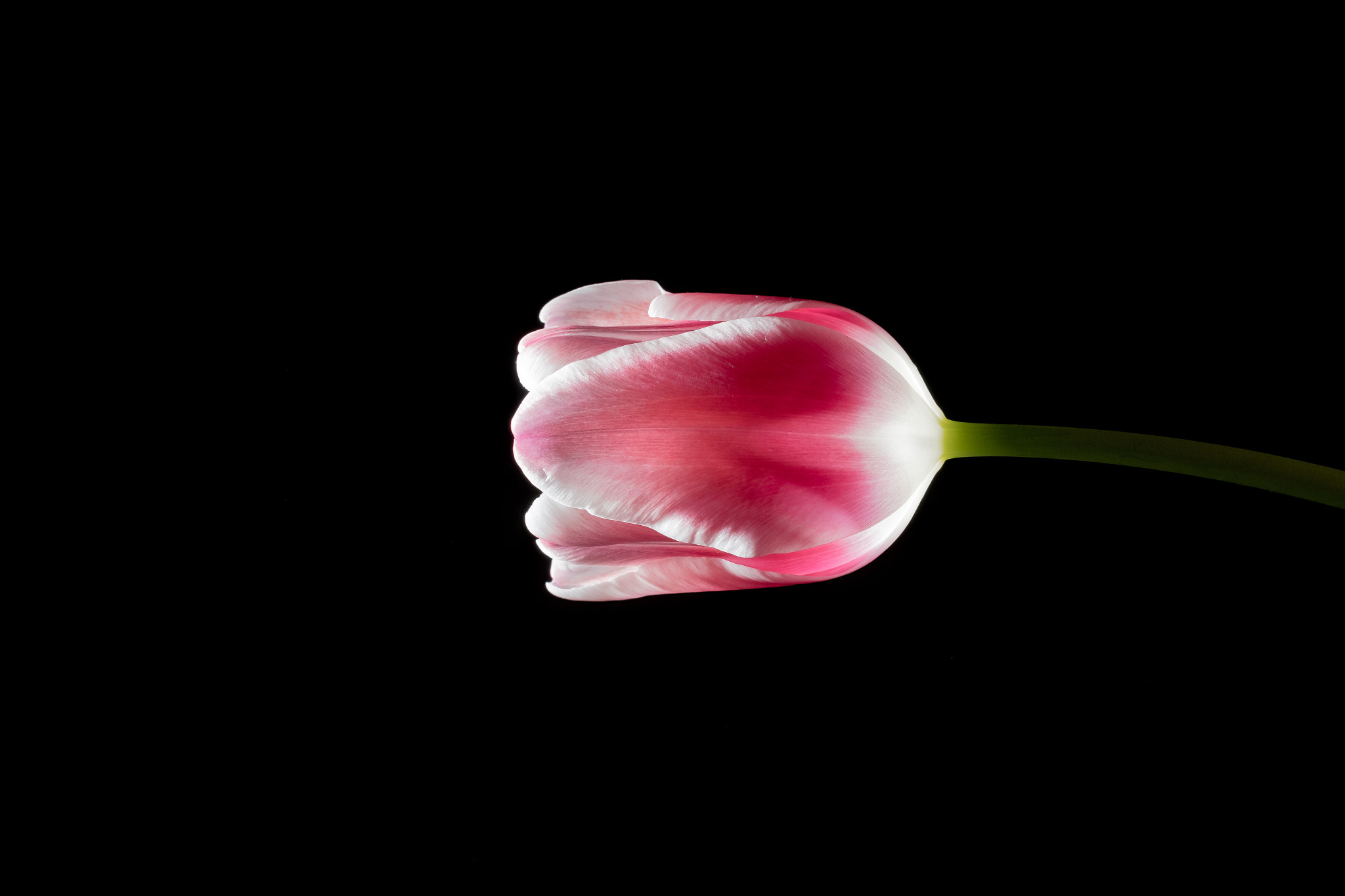 Nikon D500 + Nikon AF-S Nikkor 50mm F1.4G sample photo. Illuminated tulips on a black background photography