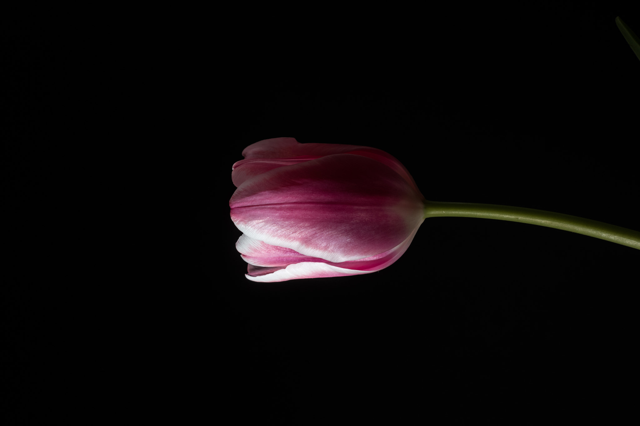 Nikon D500 + Nikon AF-S Nikkor 50mm F1.4G sample photo. Illuminated tulips on a black background photography