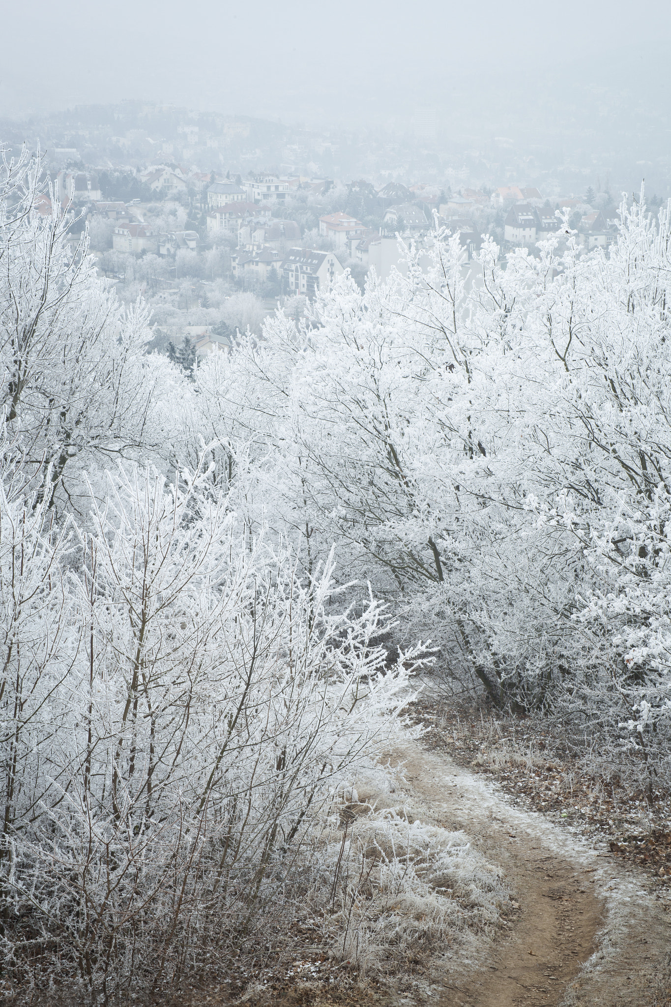 Canon EF 28-105mm f/3.5-4.5 USM sample photo. Winter path photography