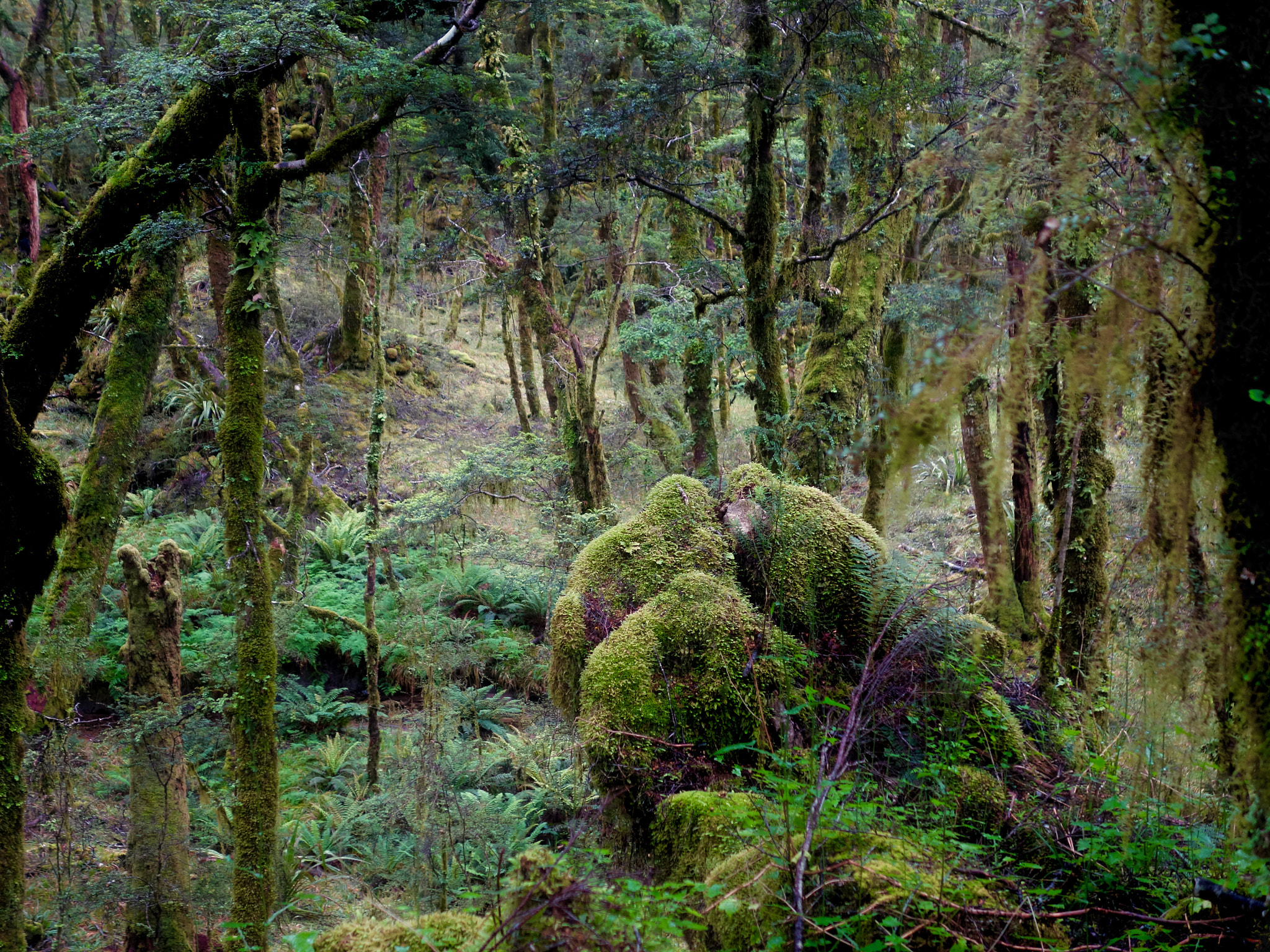 Sony 28-100mm F1.8-4.9 sample photo. On the heaphy track photography