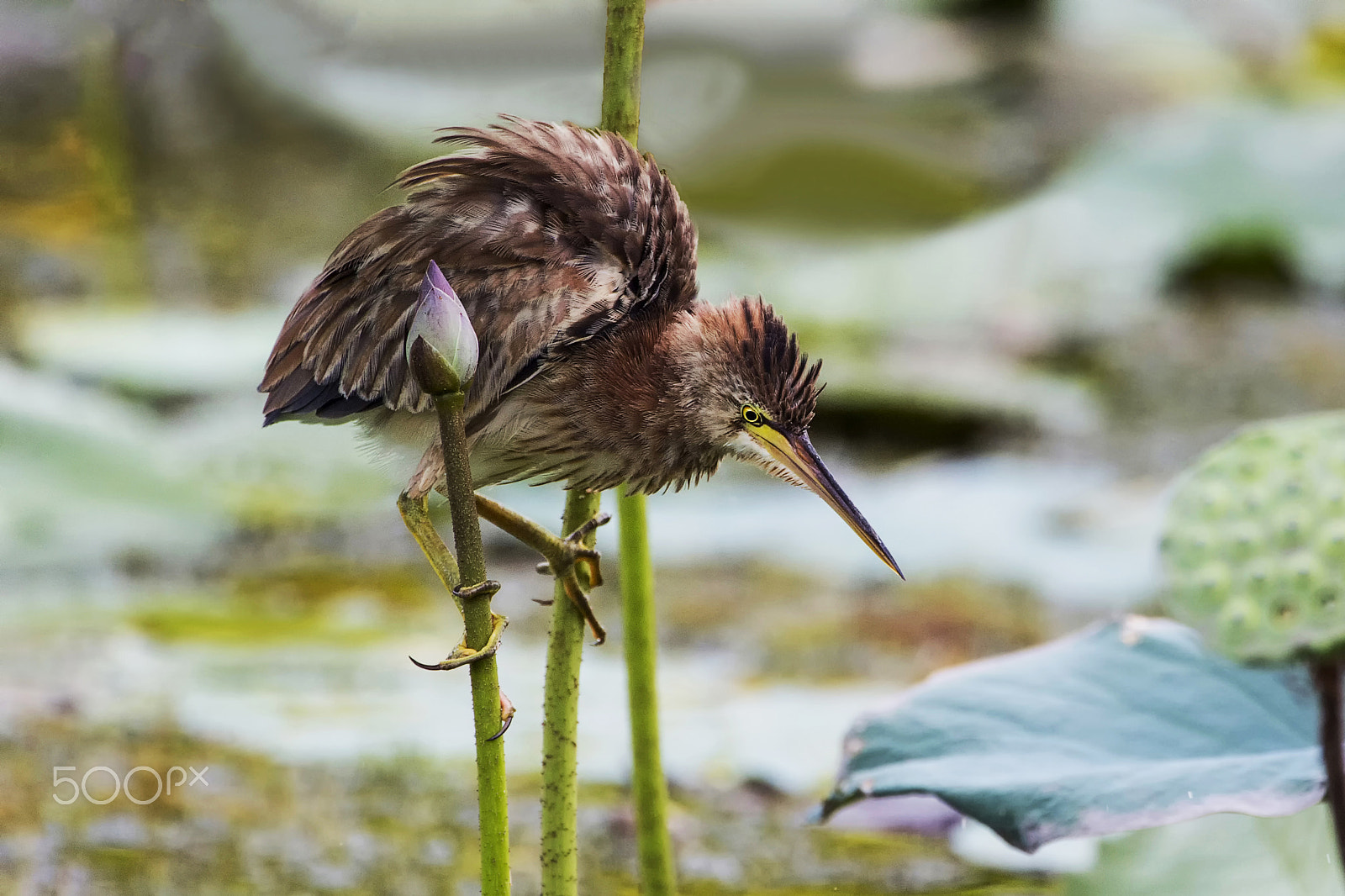 Nikon AF-S Nikkor 600mm F4E FL ED VR sample photo. Yellow bittern photography