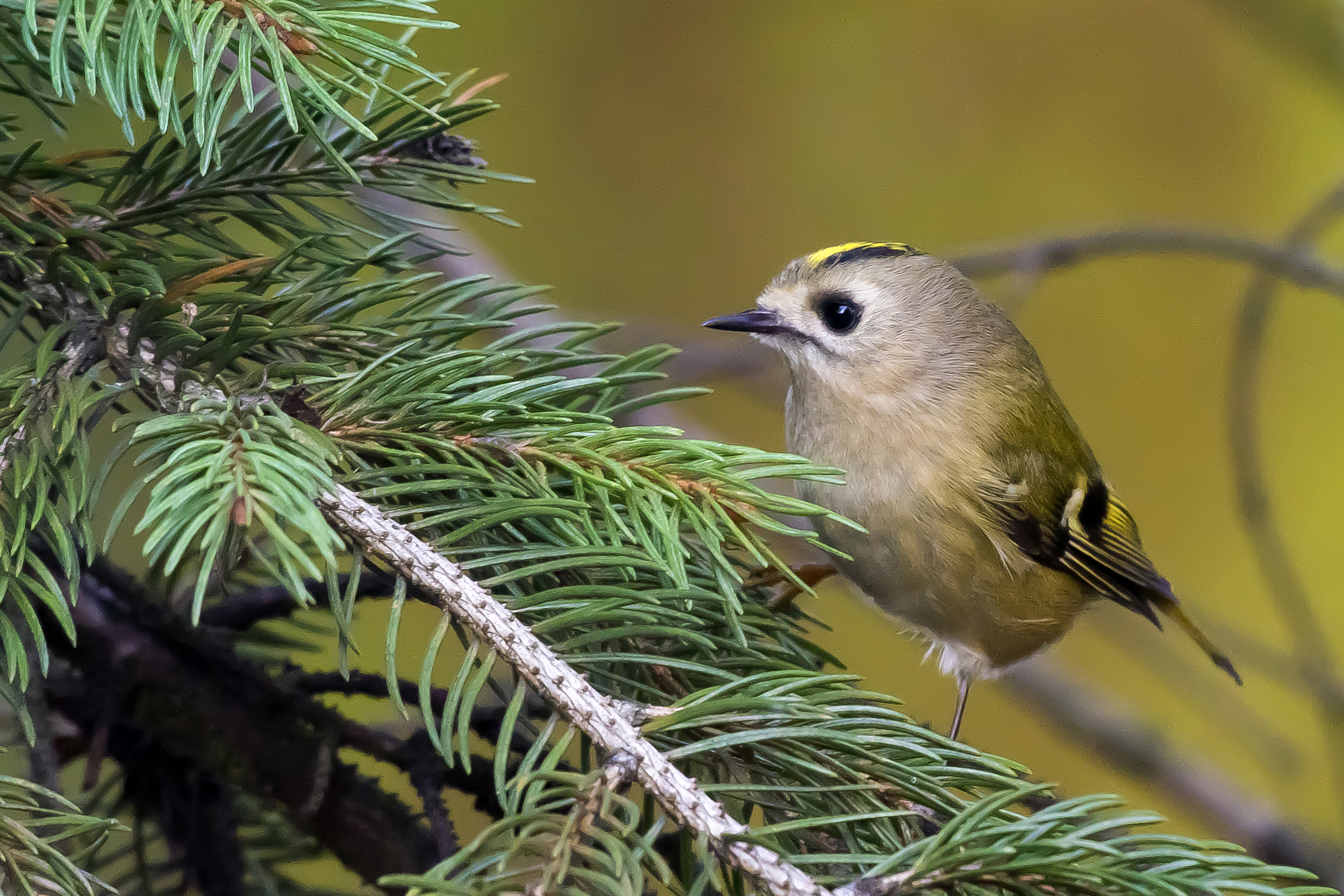 Pentax K-3 + Sigma sample photo. Goldcrest - regulus regulus photography