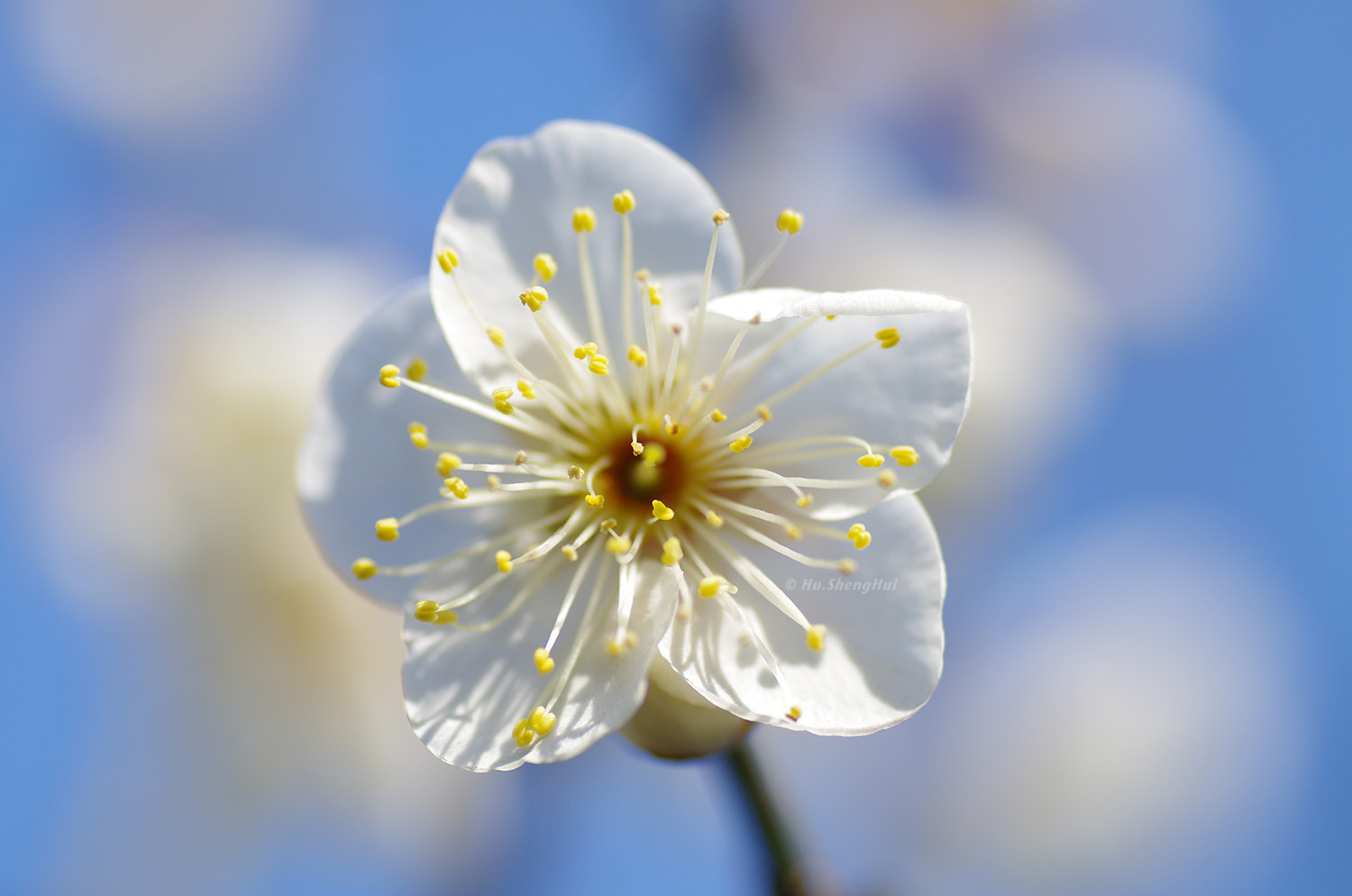 Pentax K-5 + Tamron SP AF 90mm F2.8 Di Macro sample photo. 梅花 plum photography