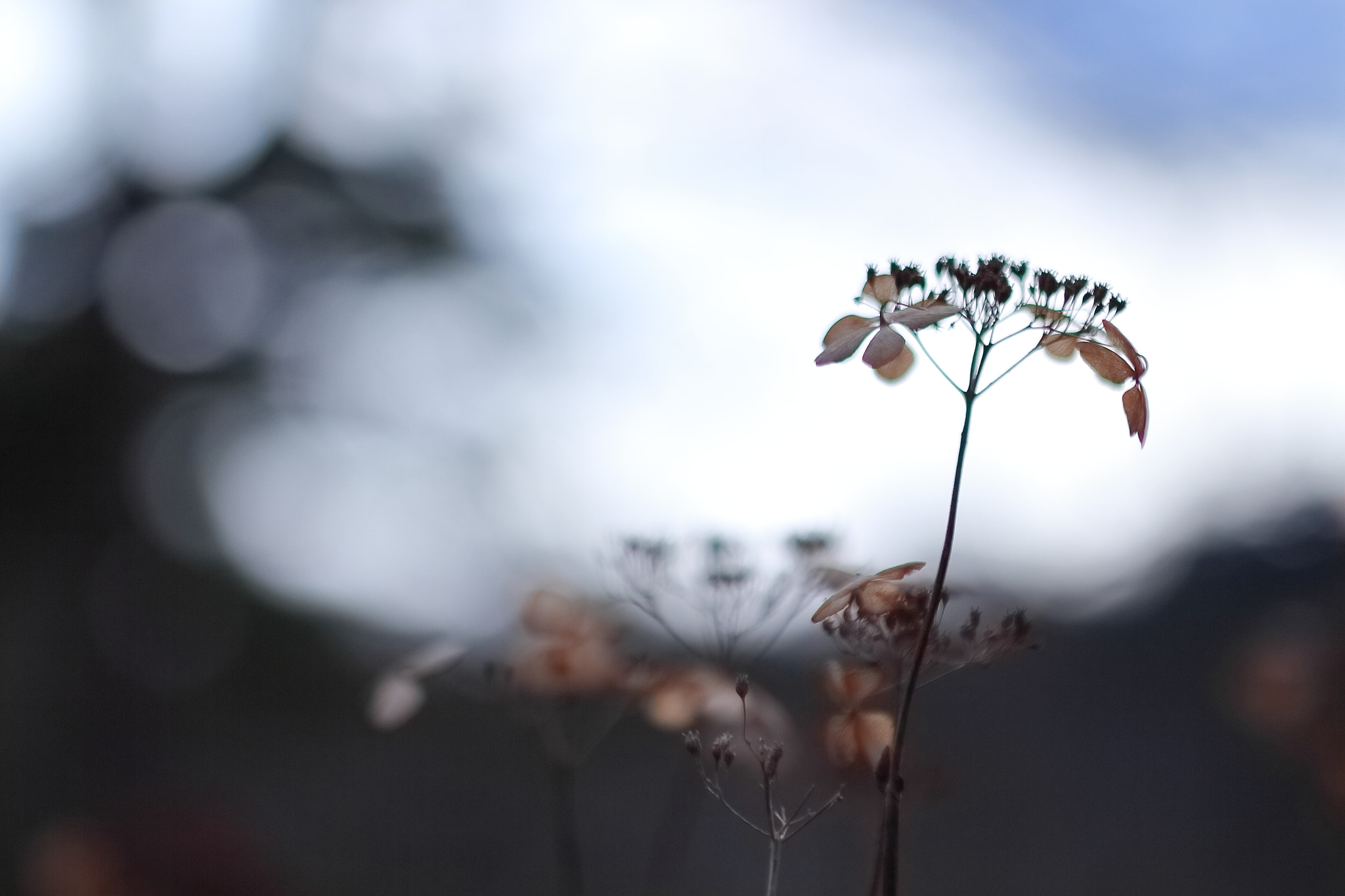 Canon EOS 700D (EOS Rebel T5i / EOS Kiss X7i) sample photo. Withered hydrangea photography