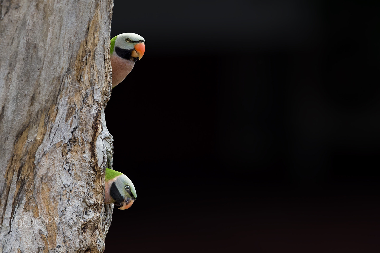 Nikon AF-S Nikkor 600mm F4E FL ED VR sample photo. Red-breasted parakeet photography