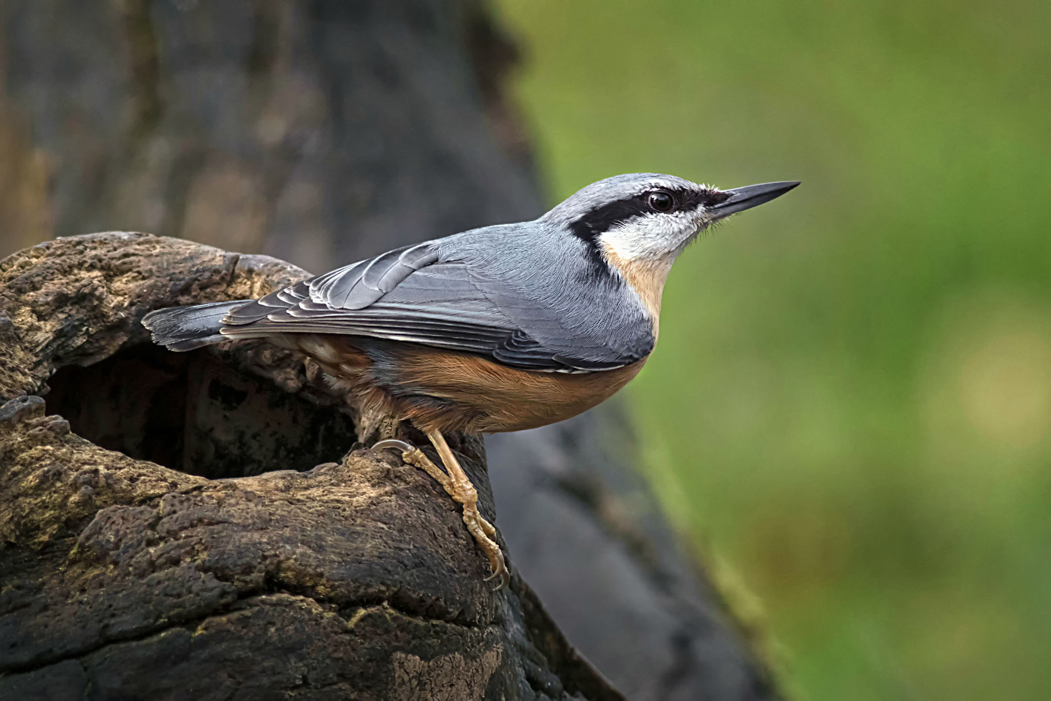 Canon EF 400mm F5.6L USM sample photo. Eurasian nuthatch photography