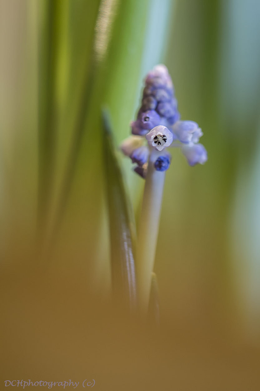 Canon EF 100mm F2.8L Macro IS USM sample photo. Grape hyacinth photography